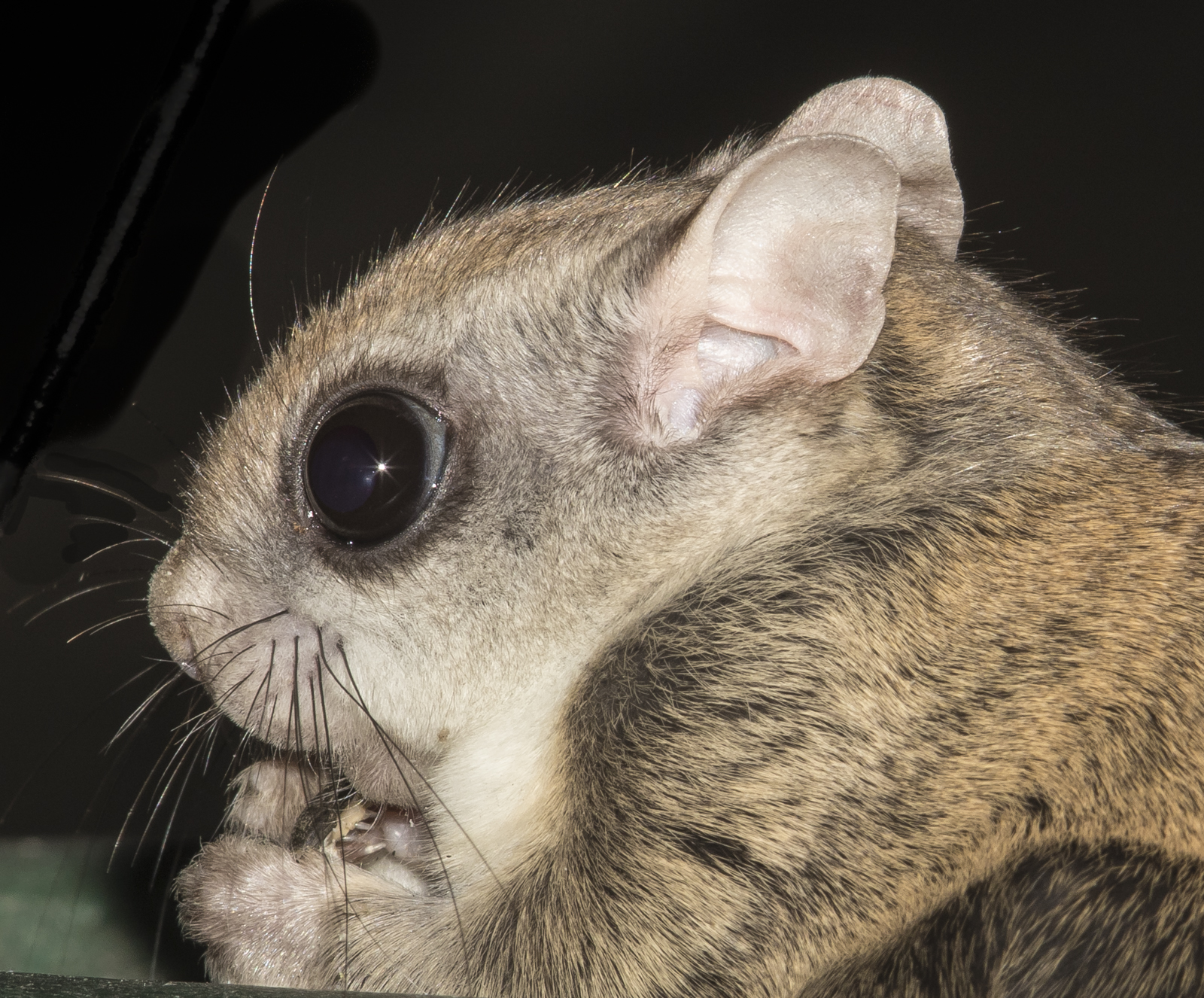 flying squirrel head