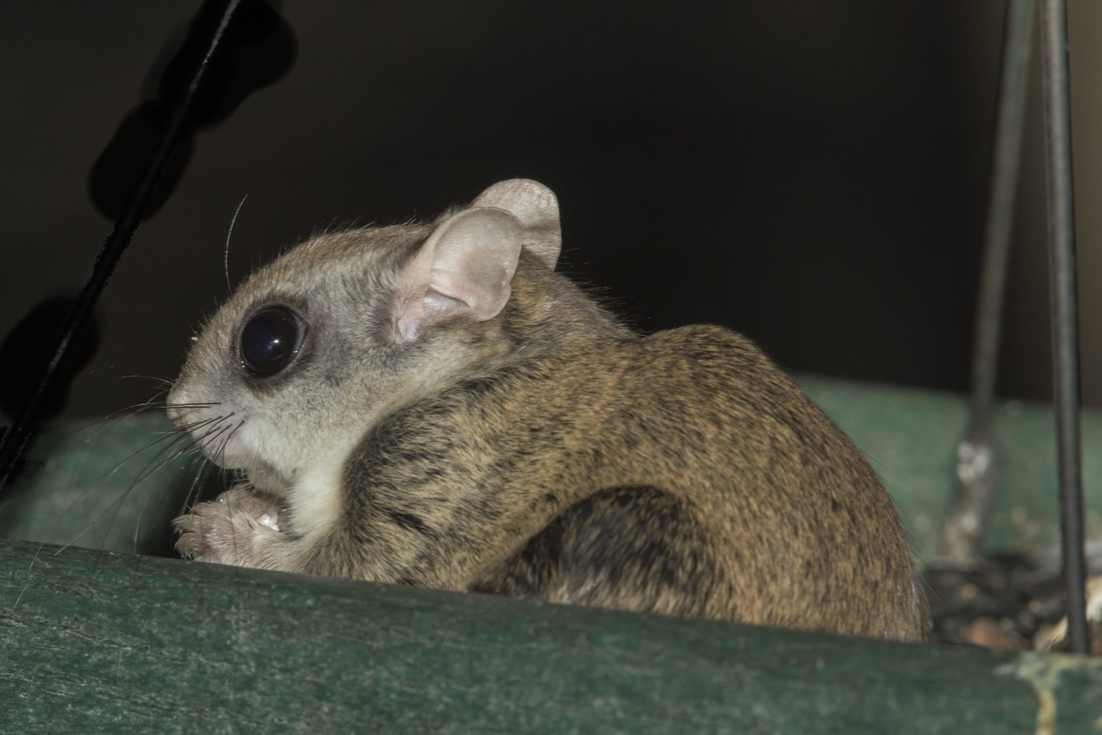 Flying squirrel on feeder