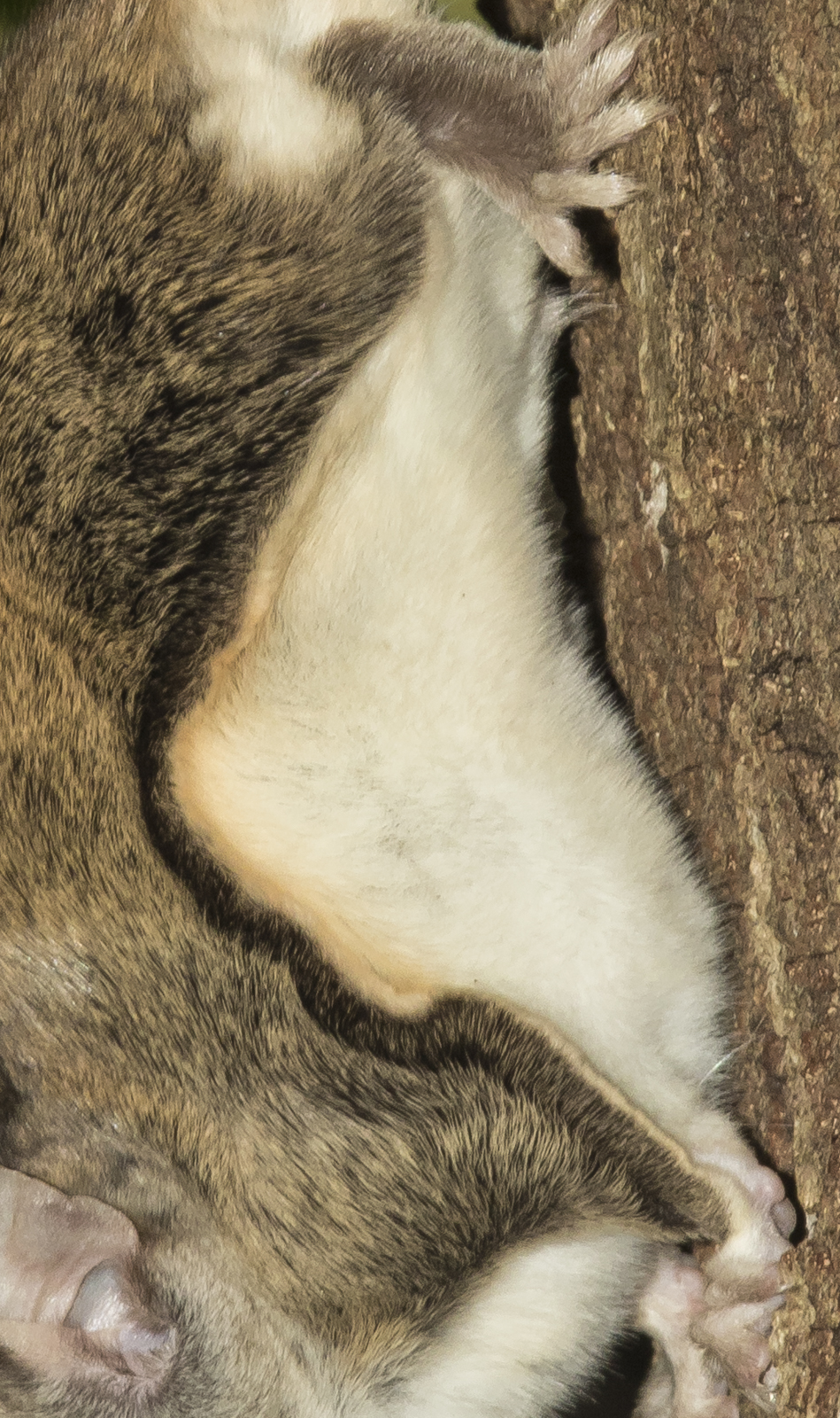 flying squirrel skin flap
