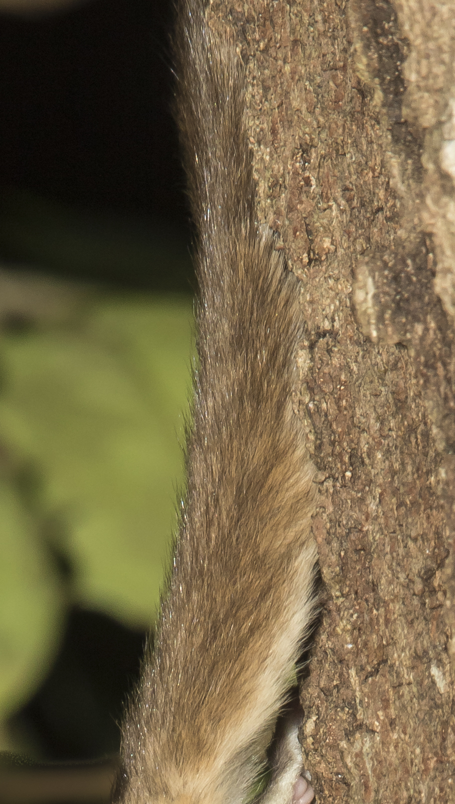 flying squirrel tail