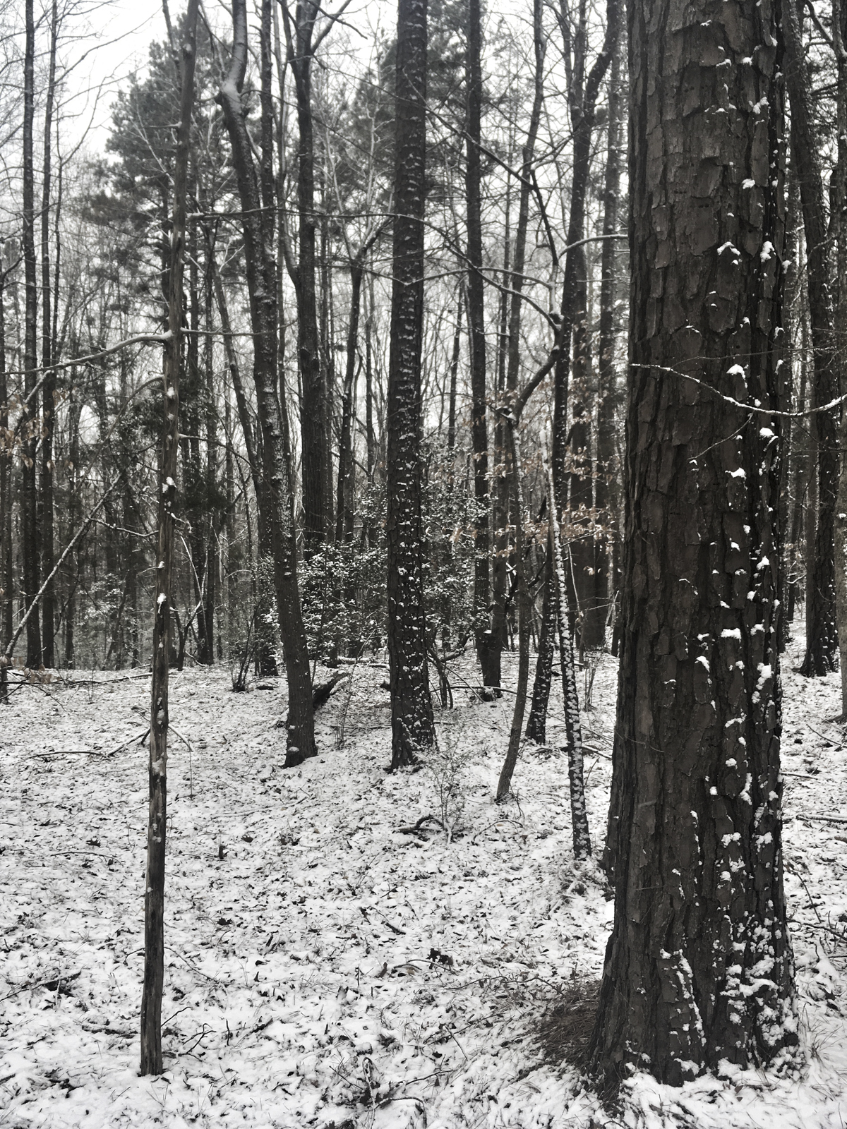 forest after a brief snow