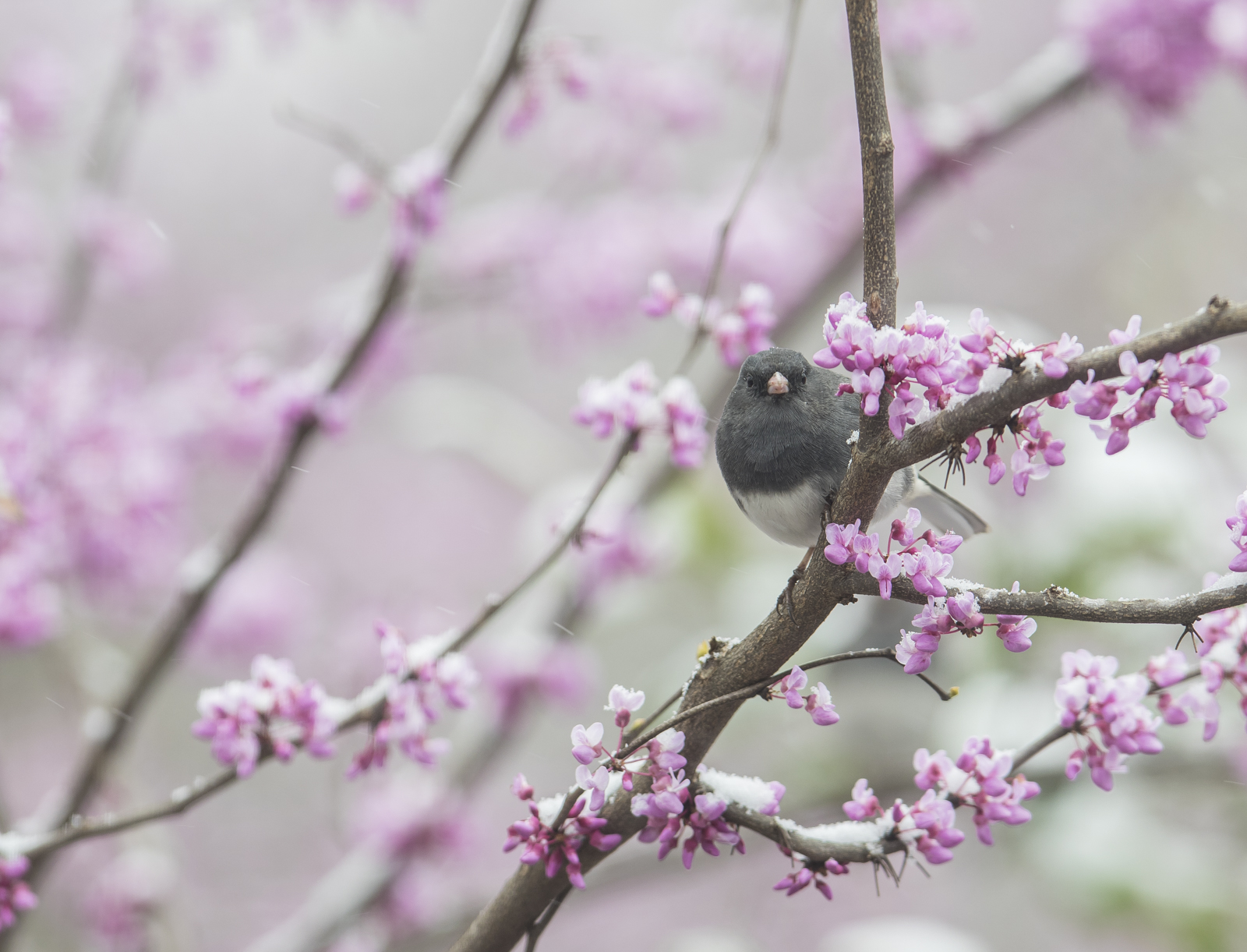 Junco in redbud with snow
