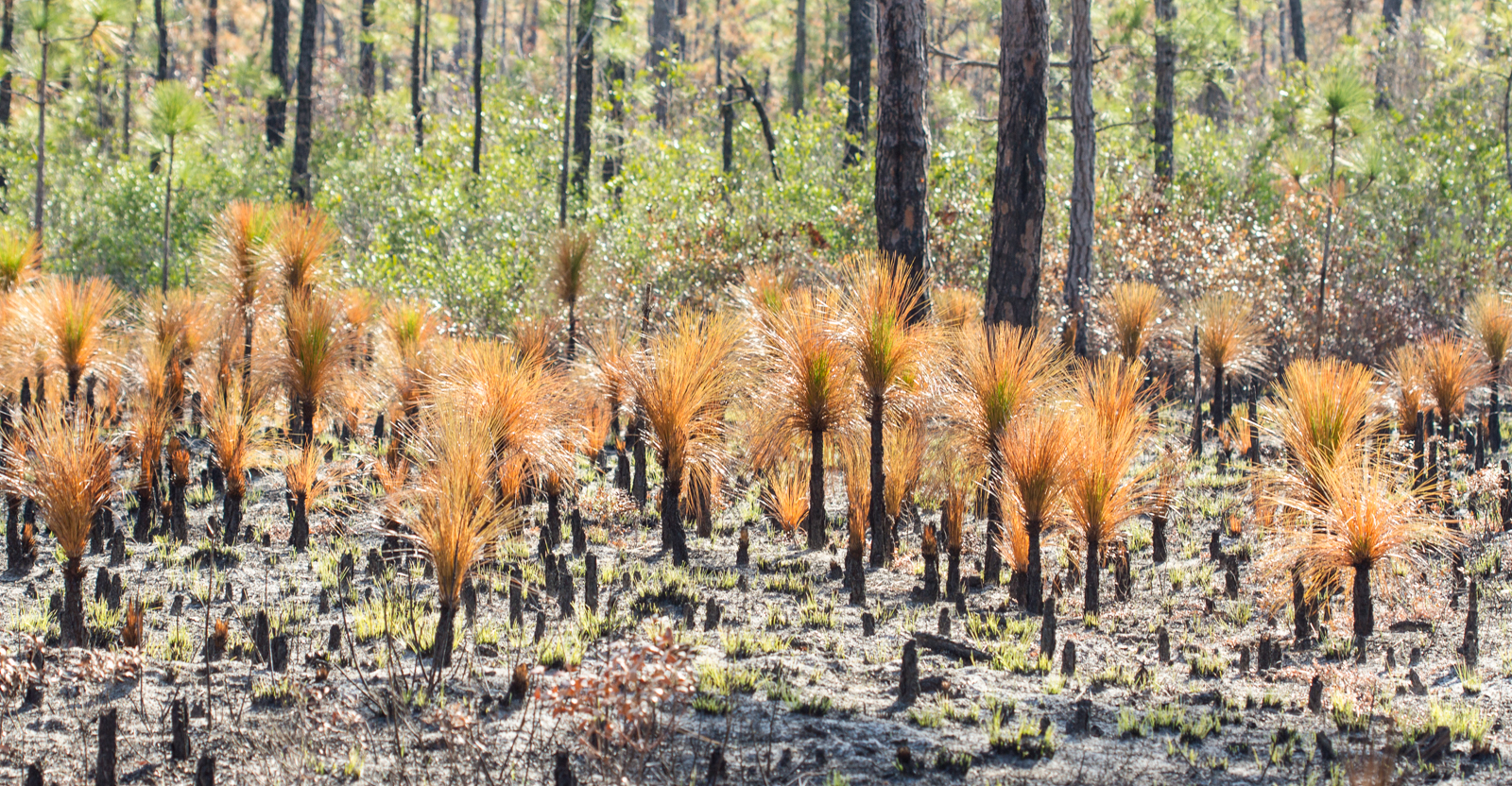 longleaf savanna-28