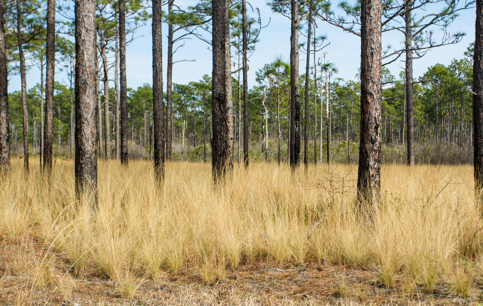 longleaf savanna-29