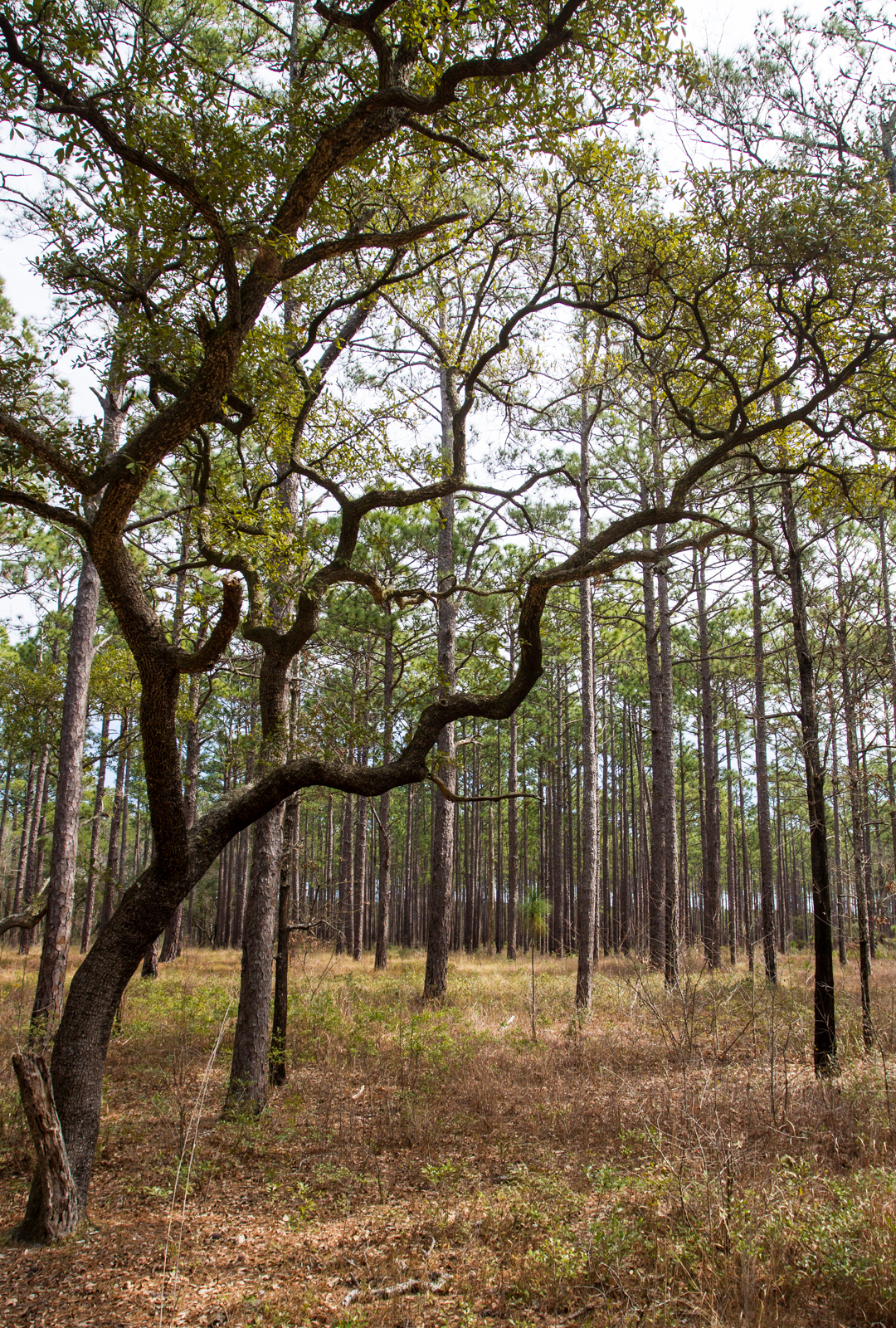 longleaf savanna-8