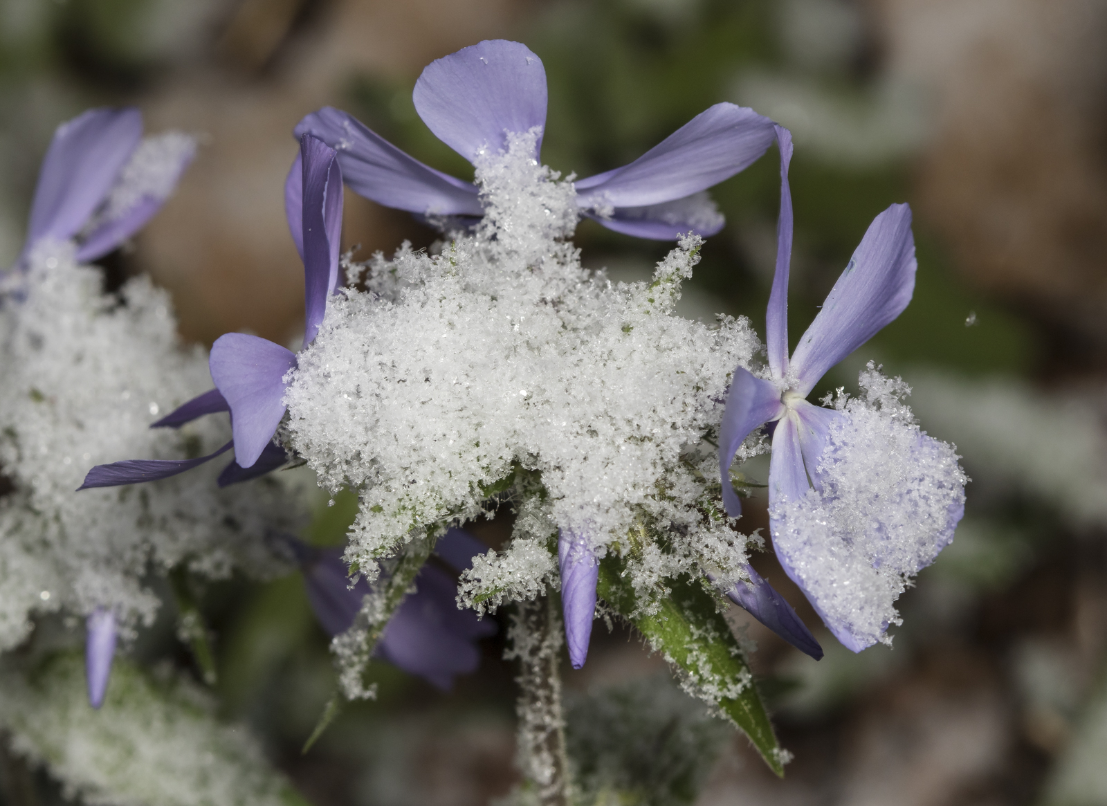 Phlox and snow