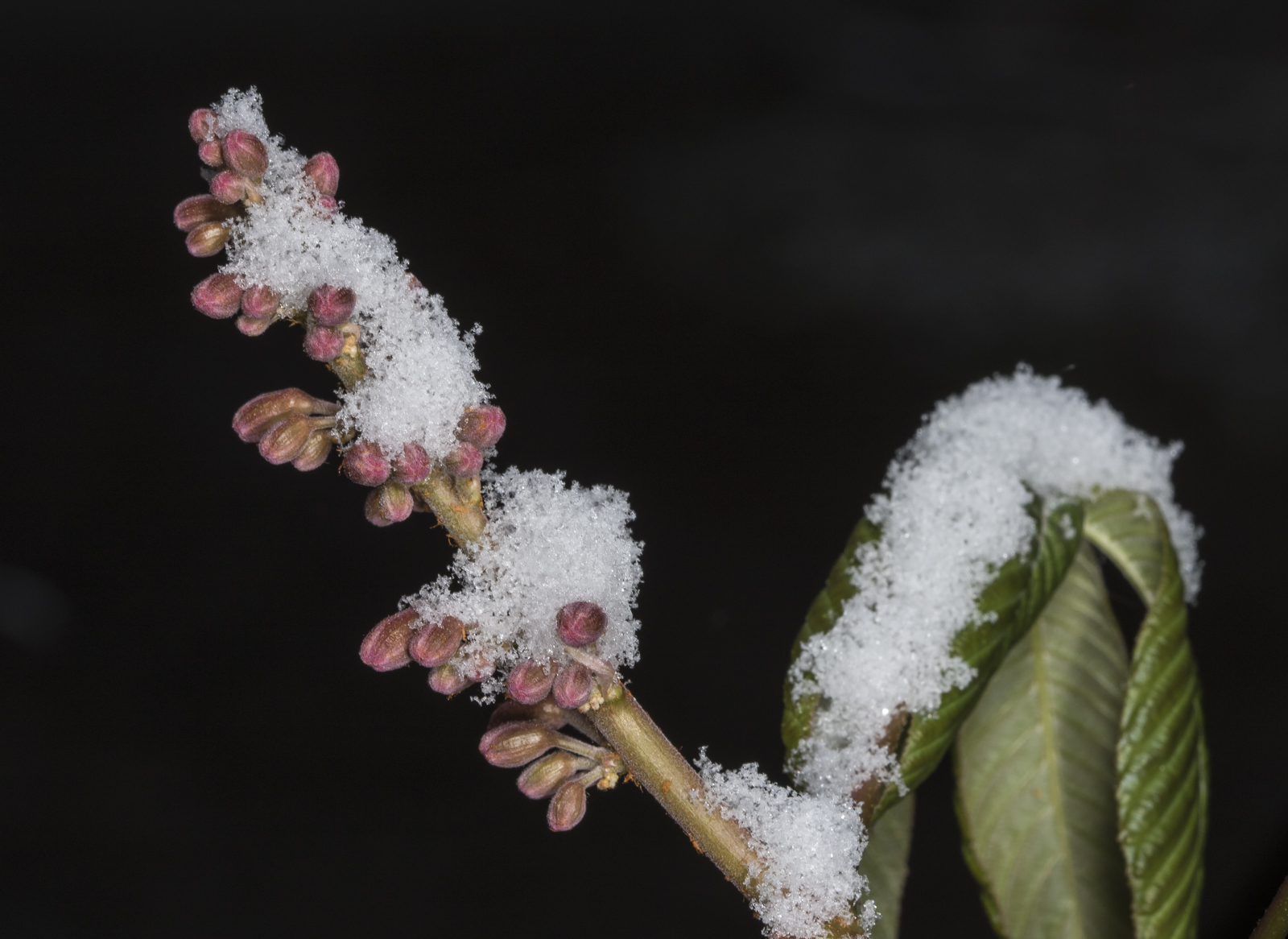 Red buckeye in snow