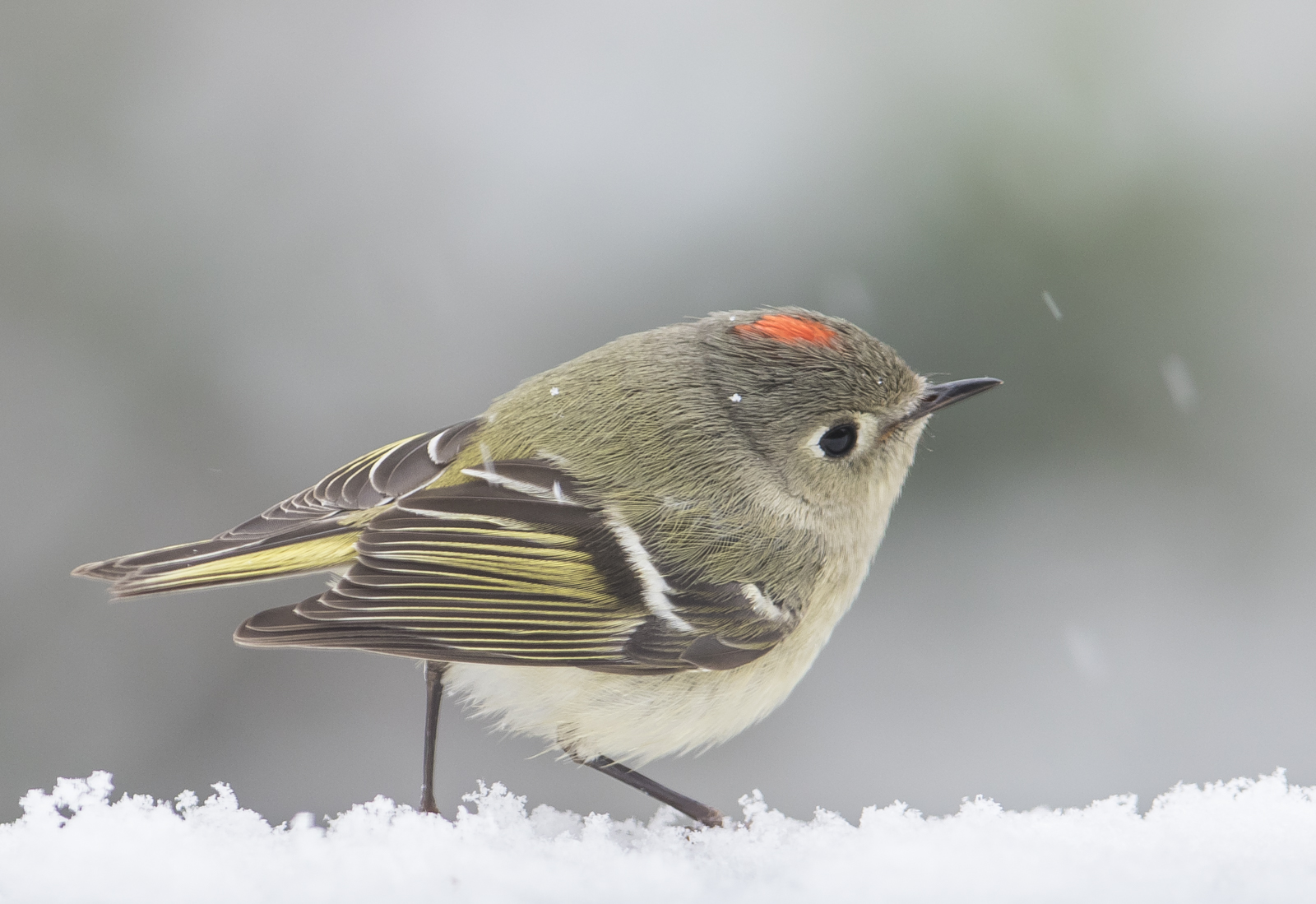 Ruby-crowned kinglet