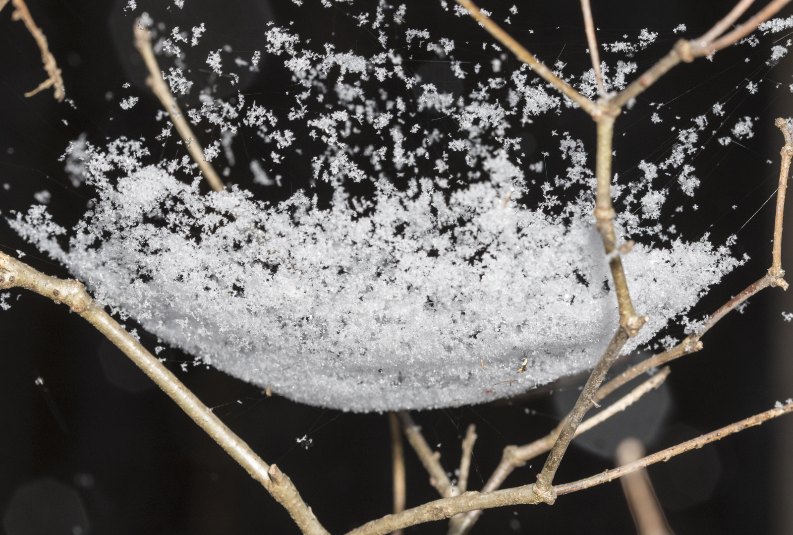 Spider web with snow