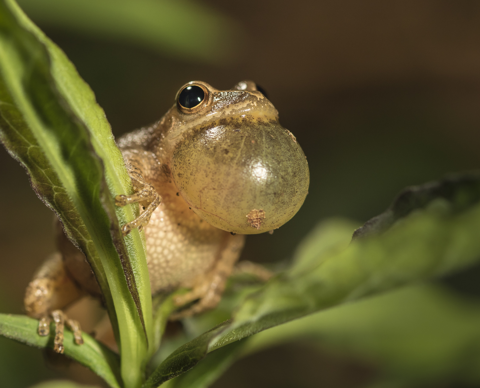 Spring Peeper calling