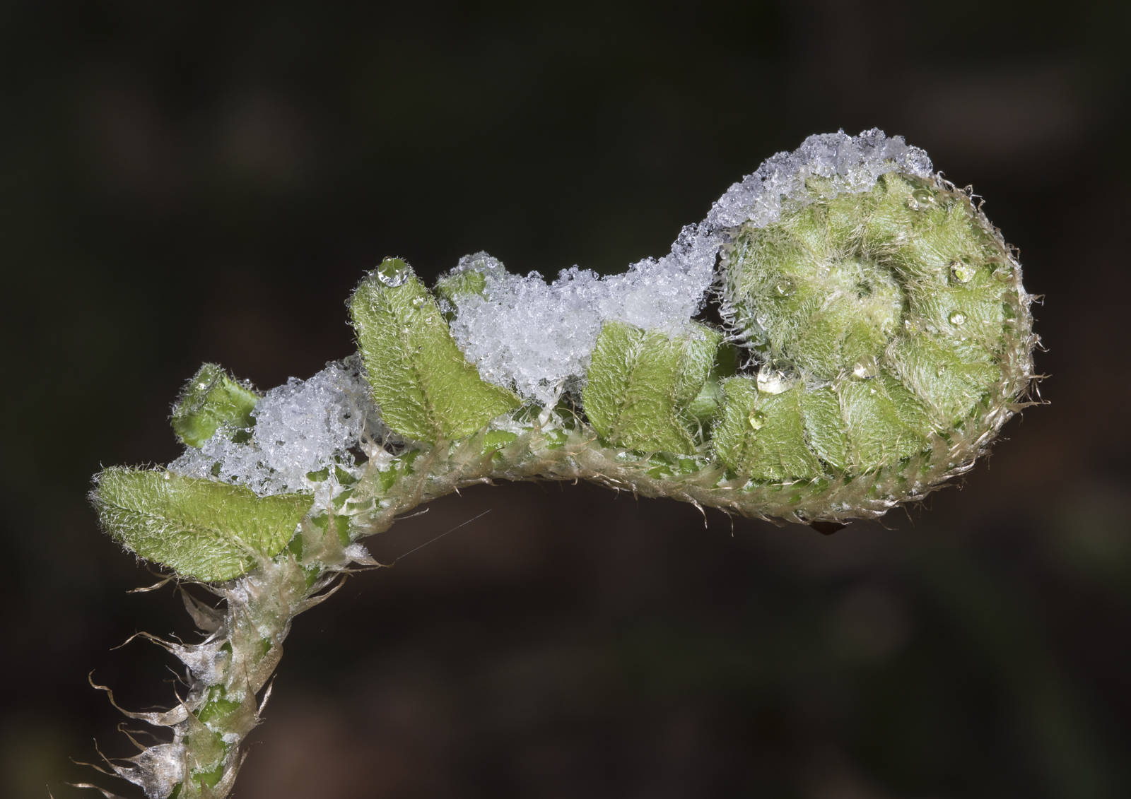 Unfurling fern fron in snow