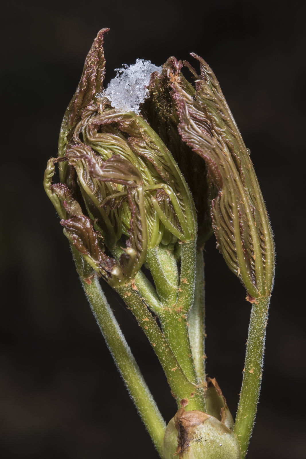 Unfurling painted buckeye and snow cruystals