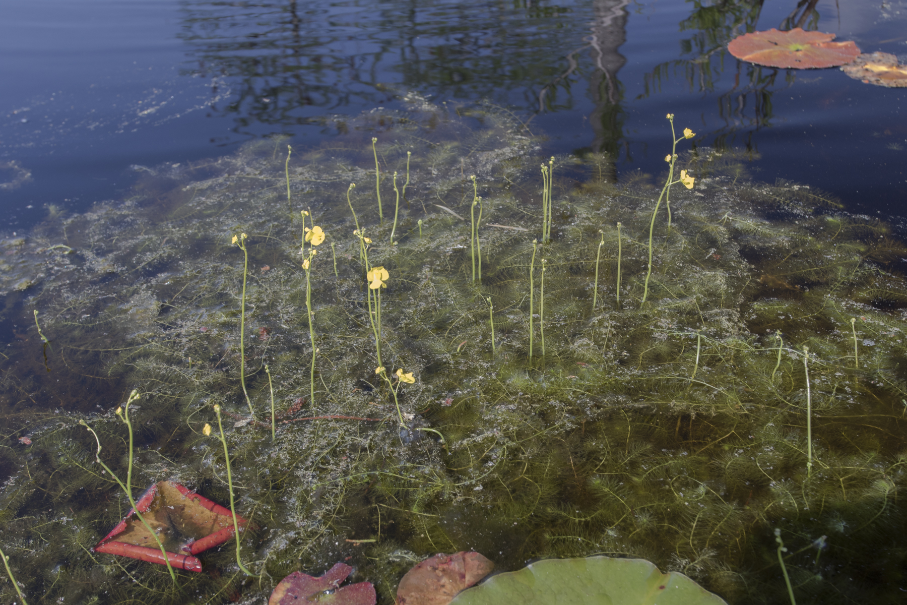 Bladderwort mass
