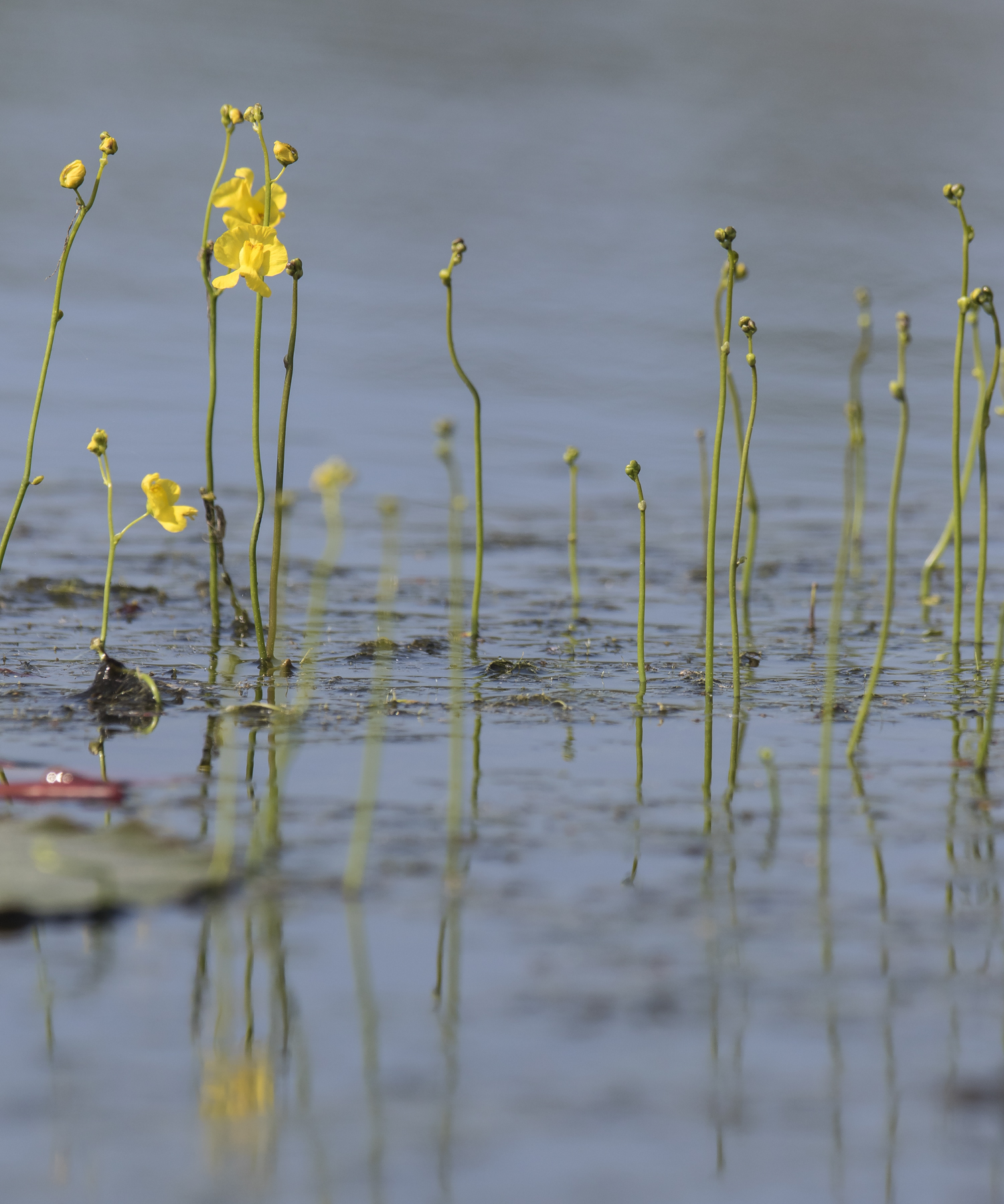 bladderwort
