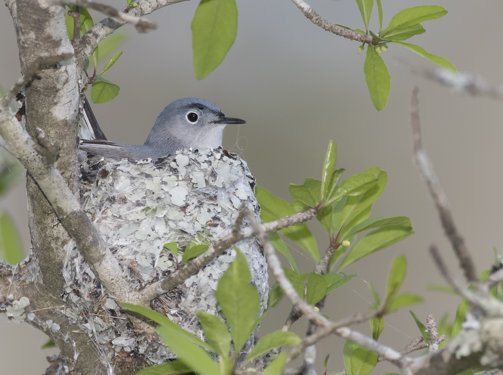 Blue-gray gnatcatcher in nest 2