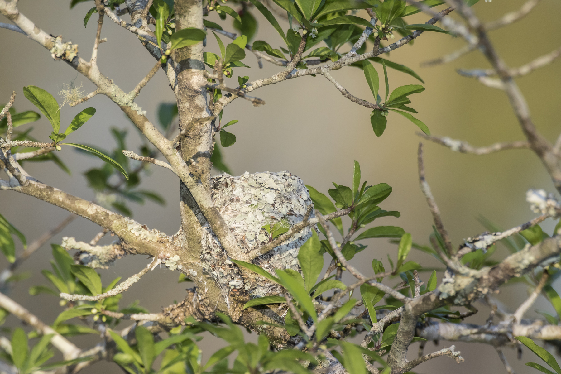 Blue-gray gnatcatcher nest empty