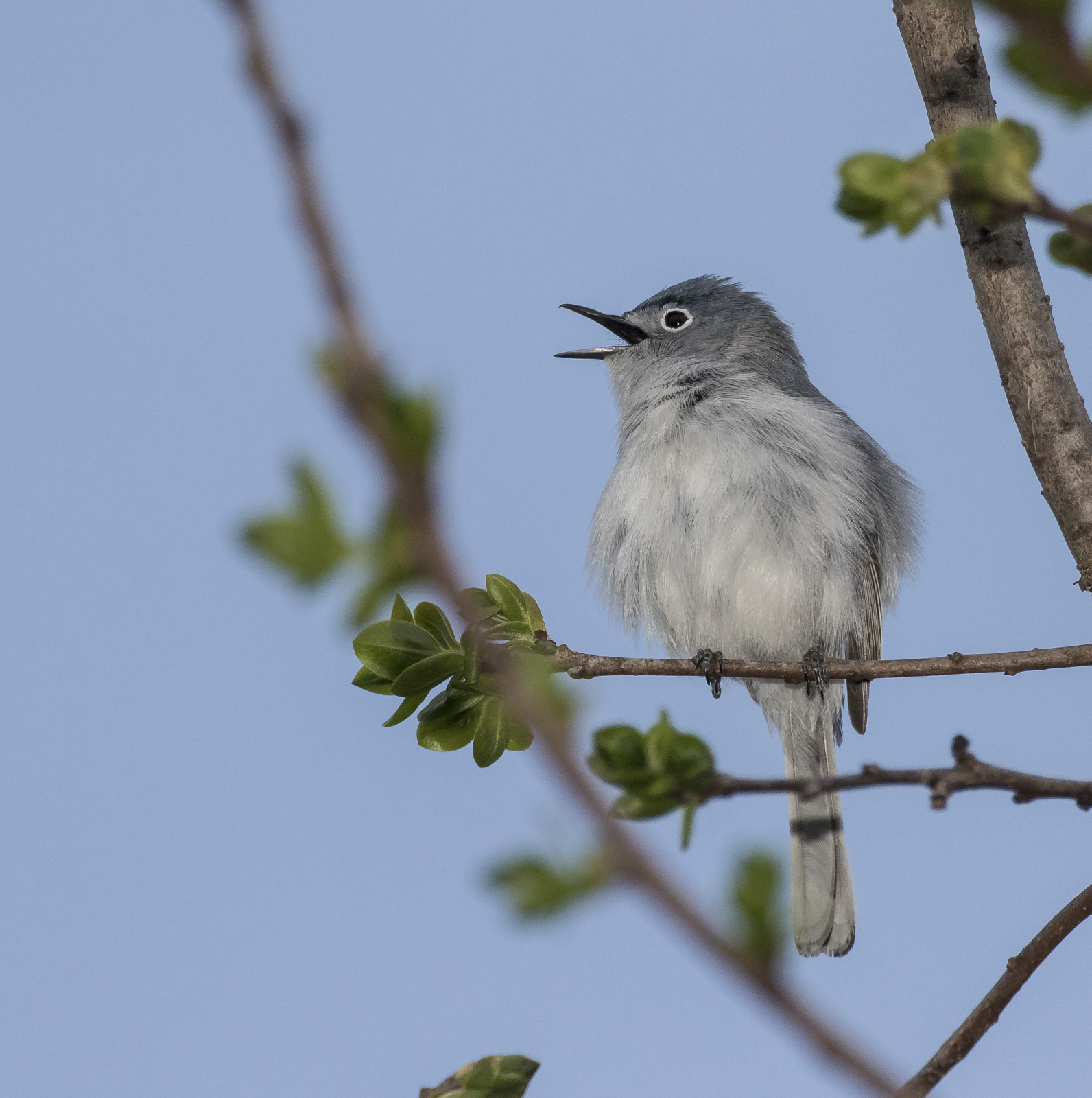 Blue-gray gnatcatcher singing