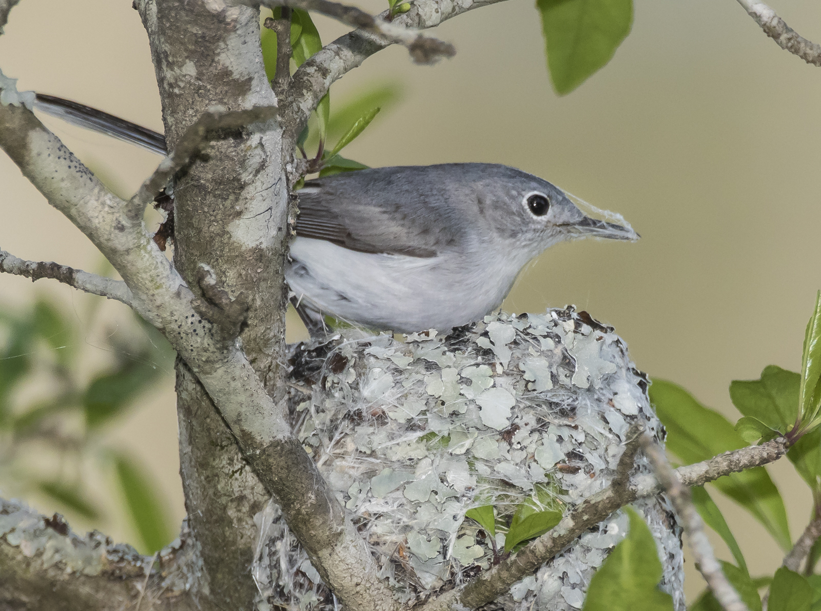 Blue-gray gnatcatcher with spider silk on bill