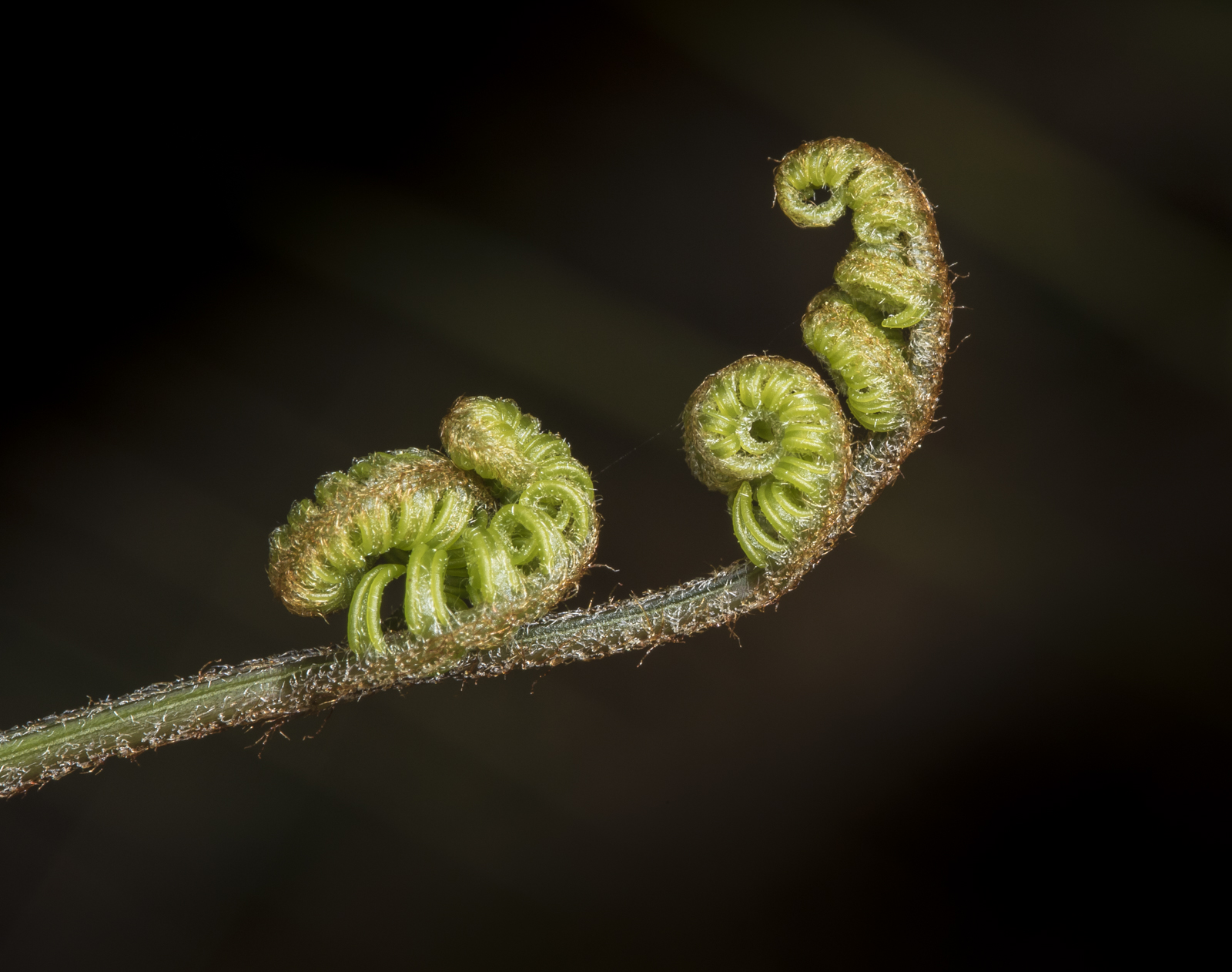 Bracken fern unfurling 1