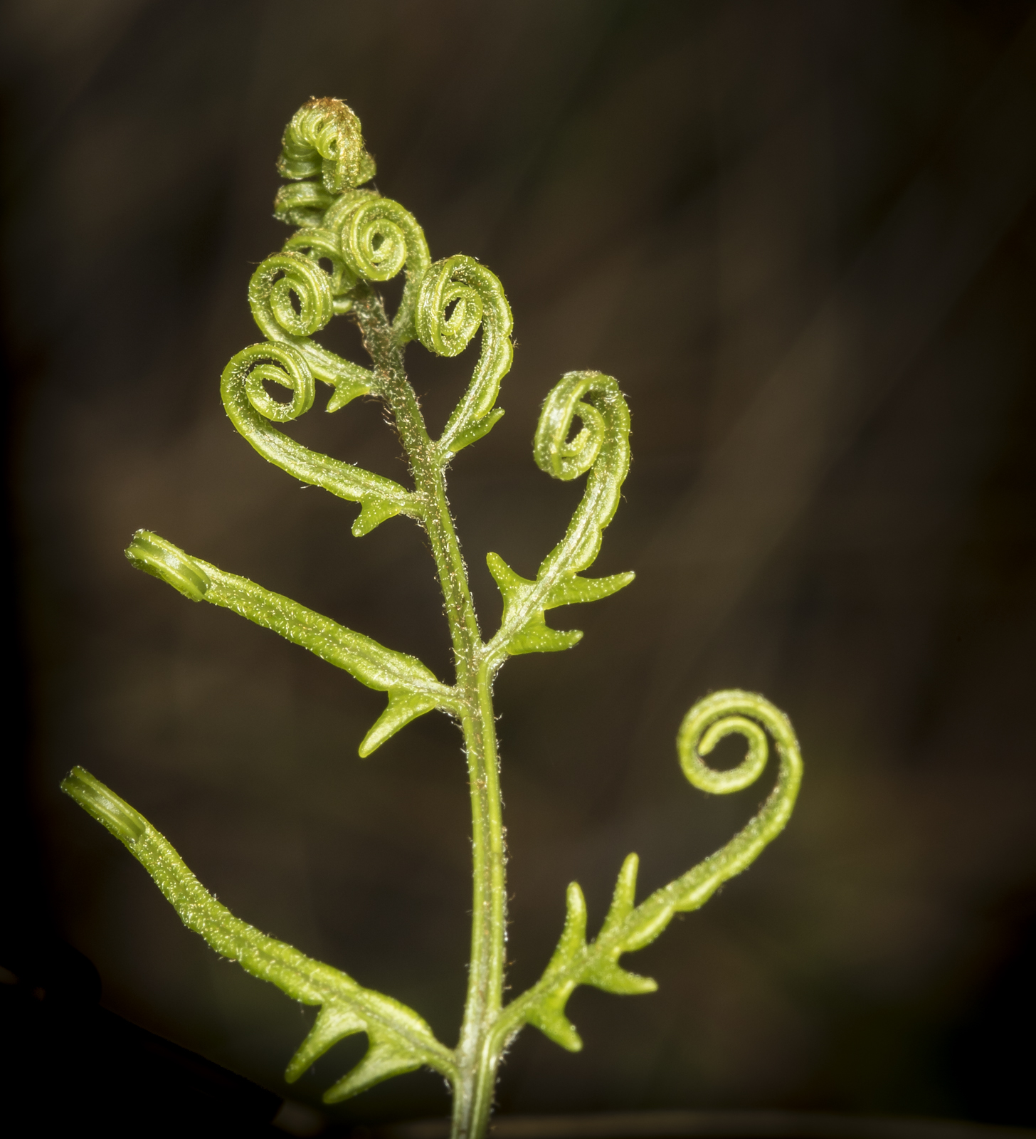 Bracken fern unfurling 2