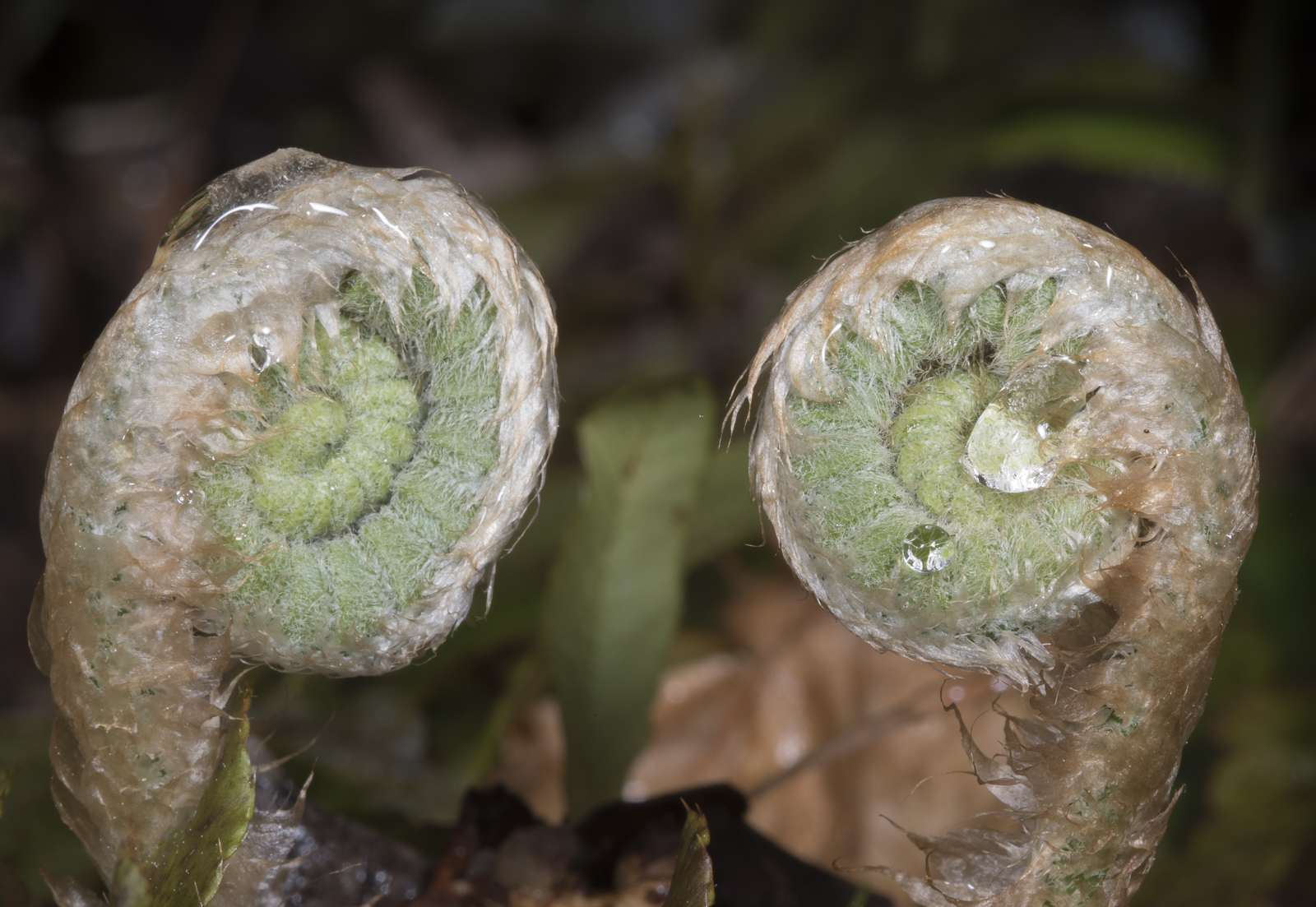 Christmas fern fiddlehead pair