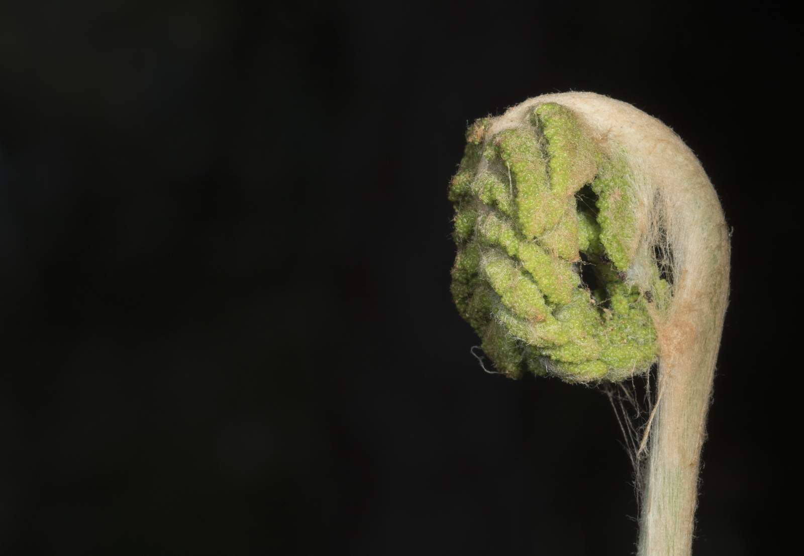 Cinnamon fern fiddlehead