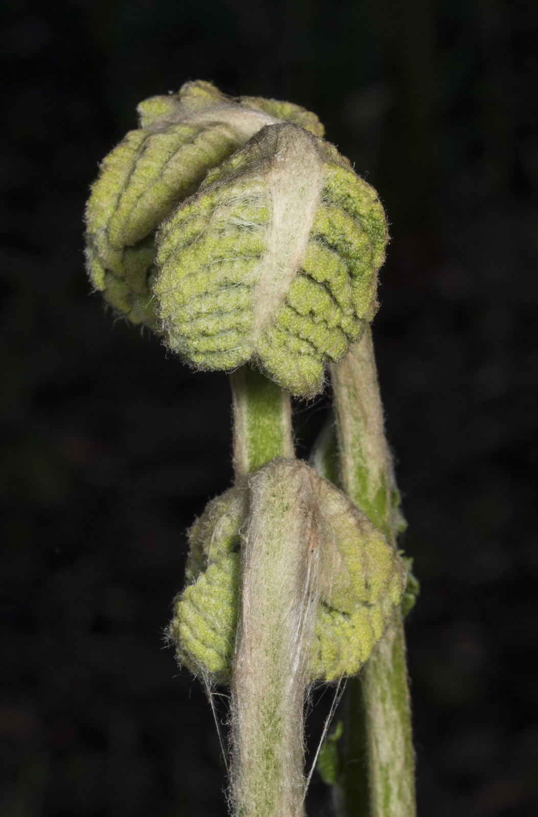 Cinnamon fern unfurling 1