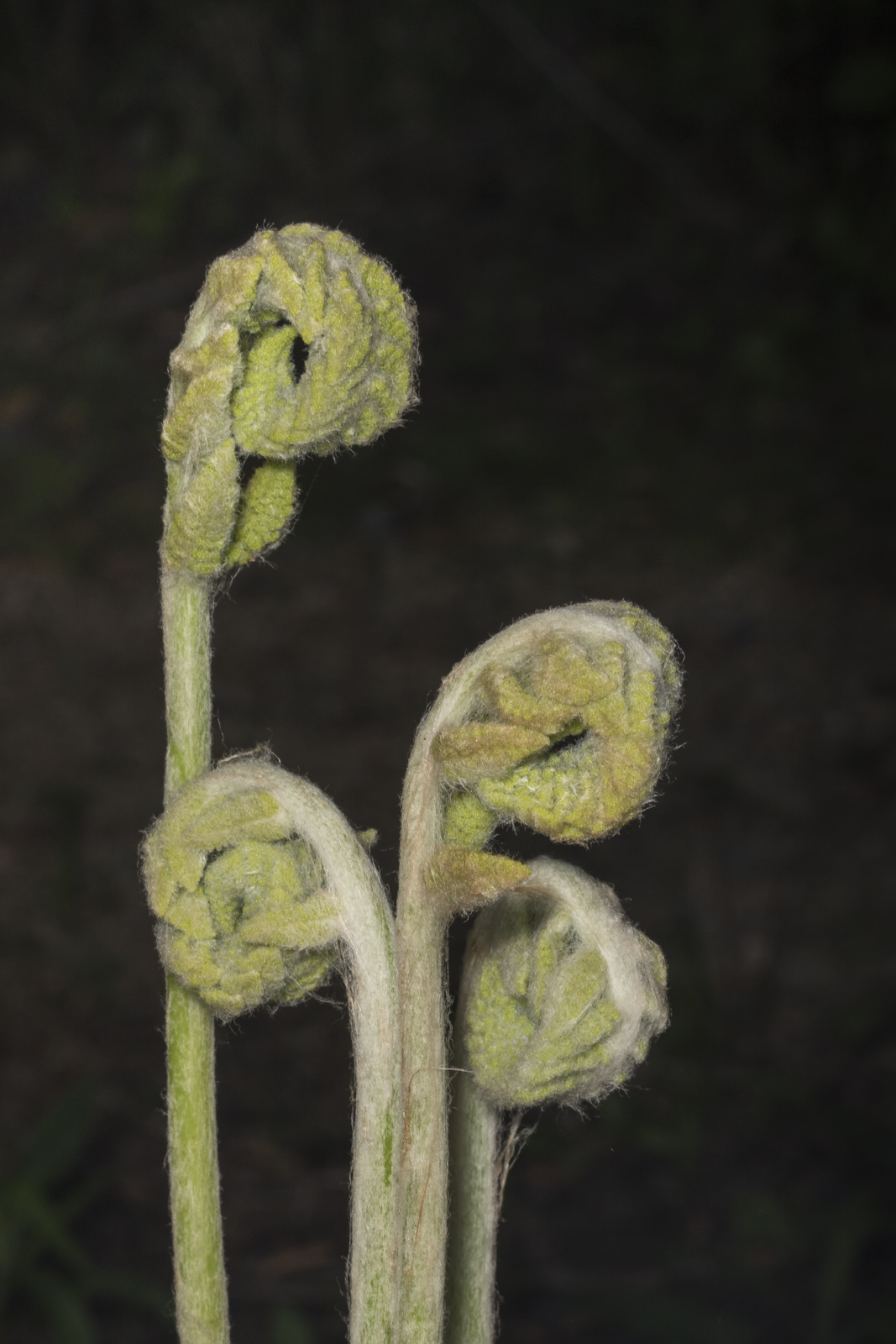Cinnamon fern unfurling group