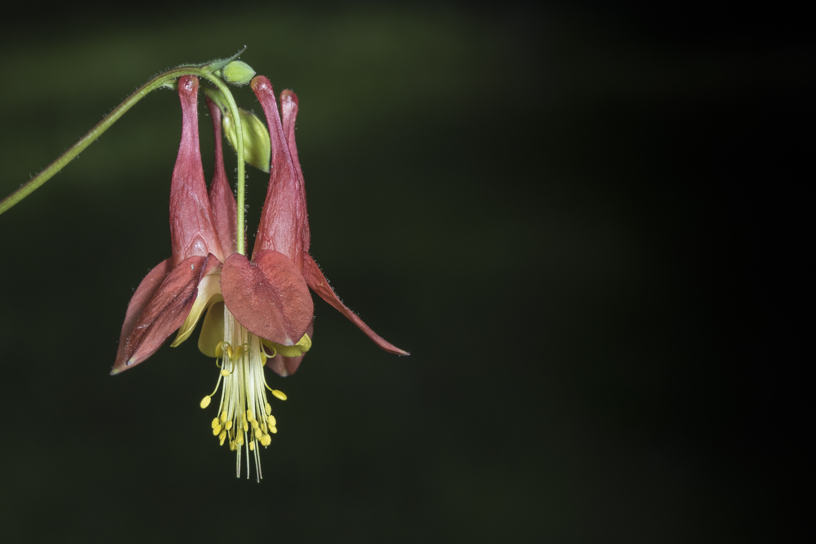 Columbine flower