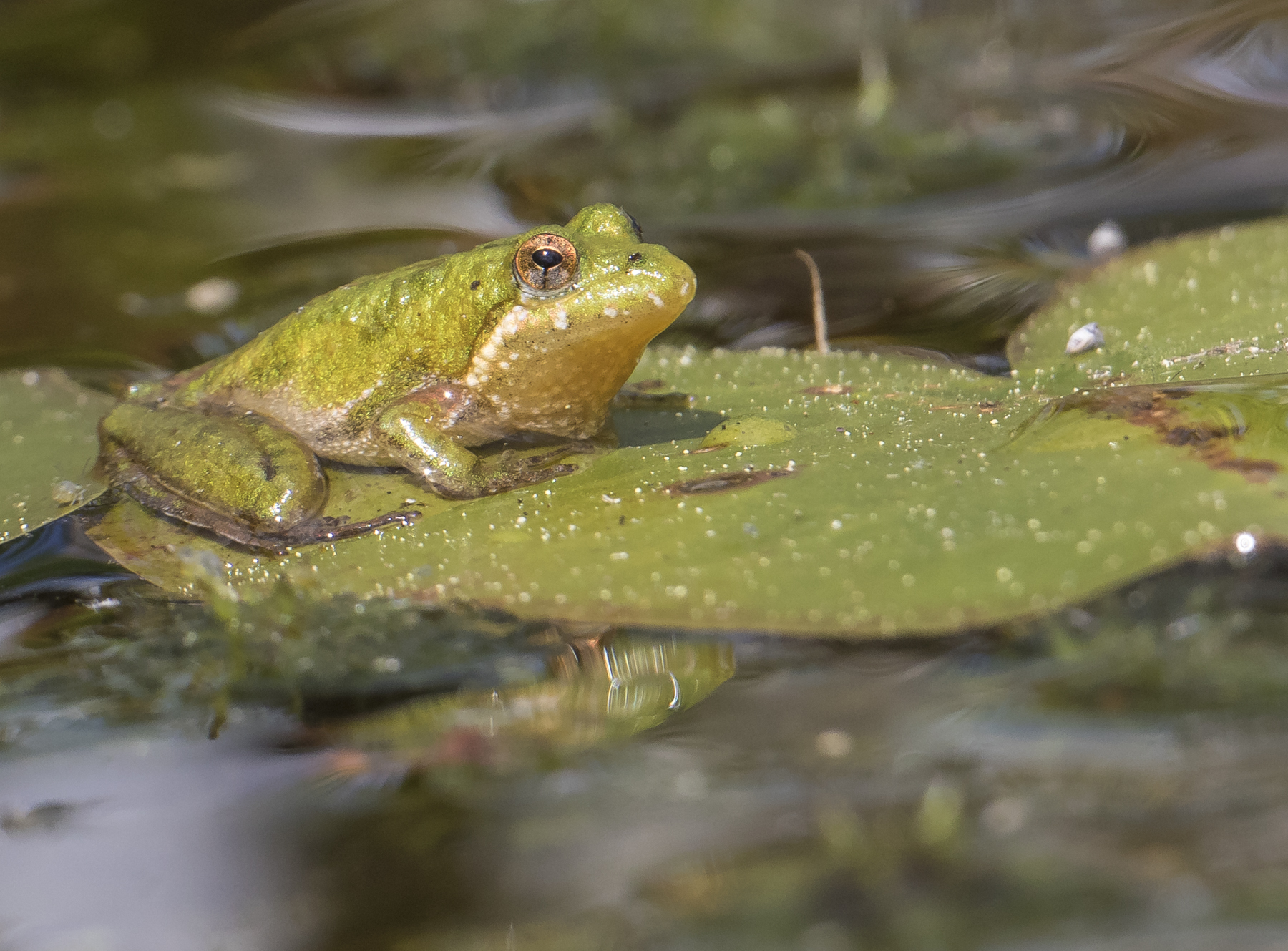 cricket frog