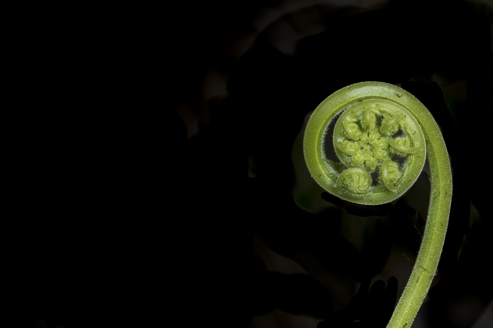 Fern fiddlehead