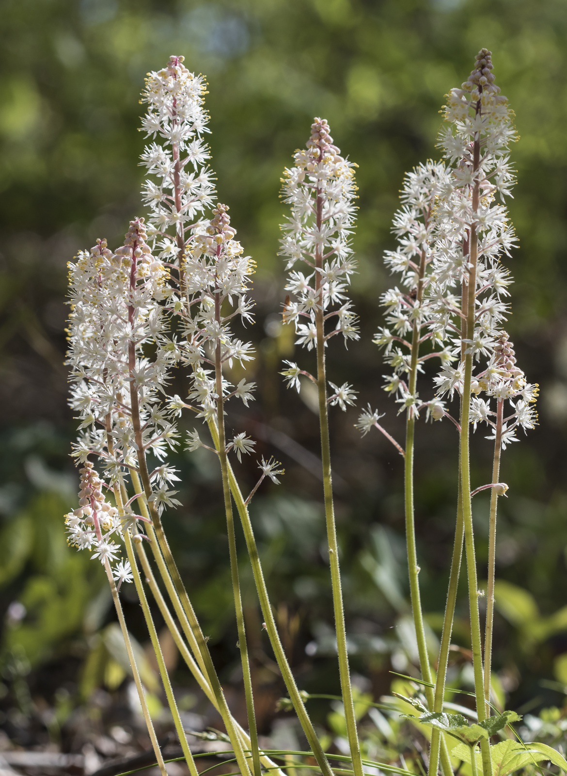 foamflower bunch