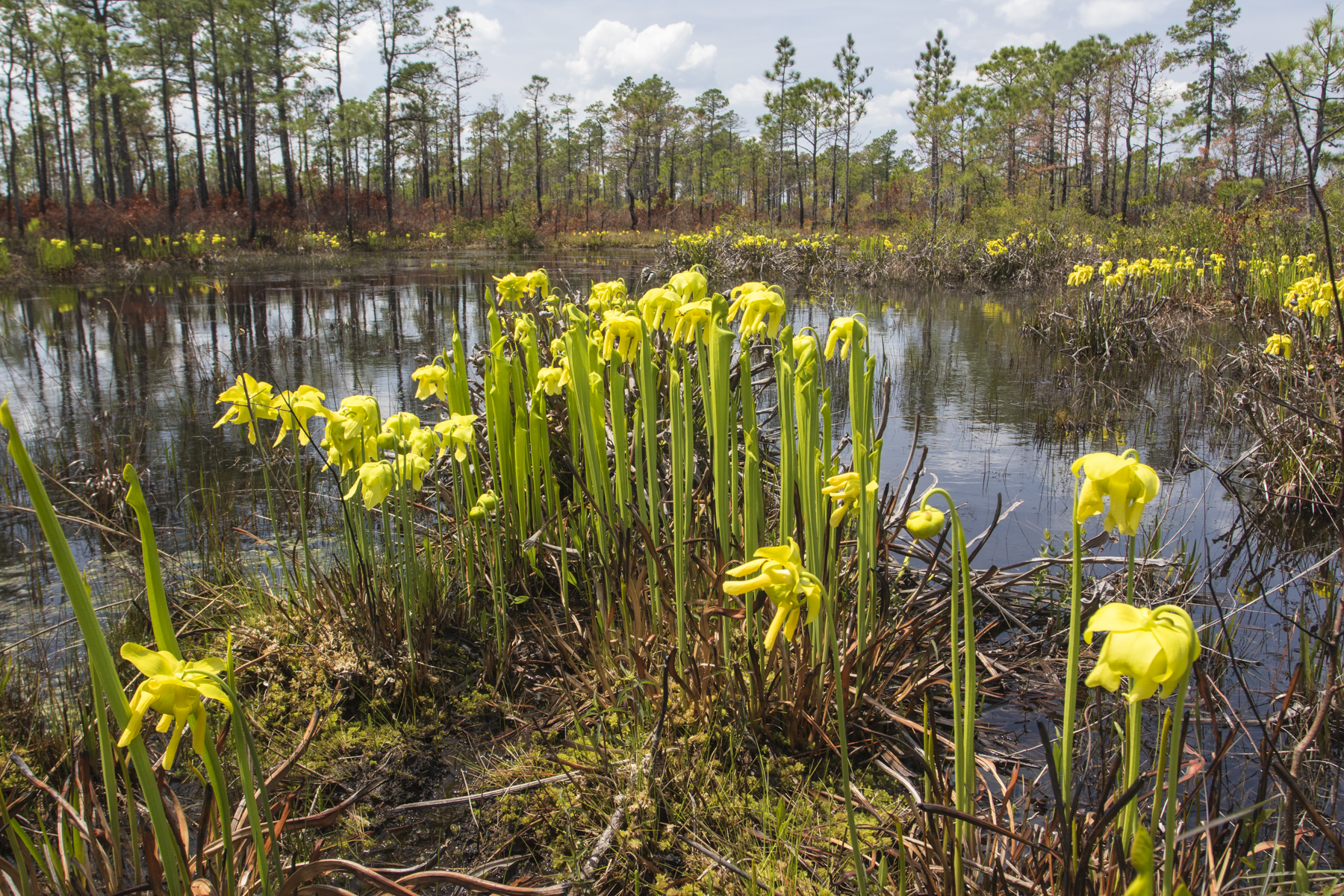 Holly Shelter oitcher plants