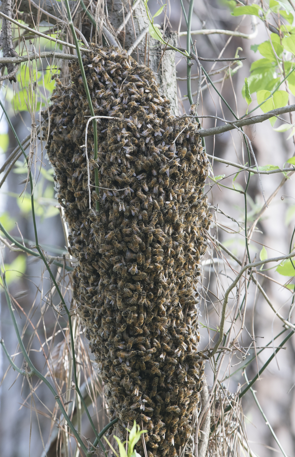 Honeybee swarm