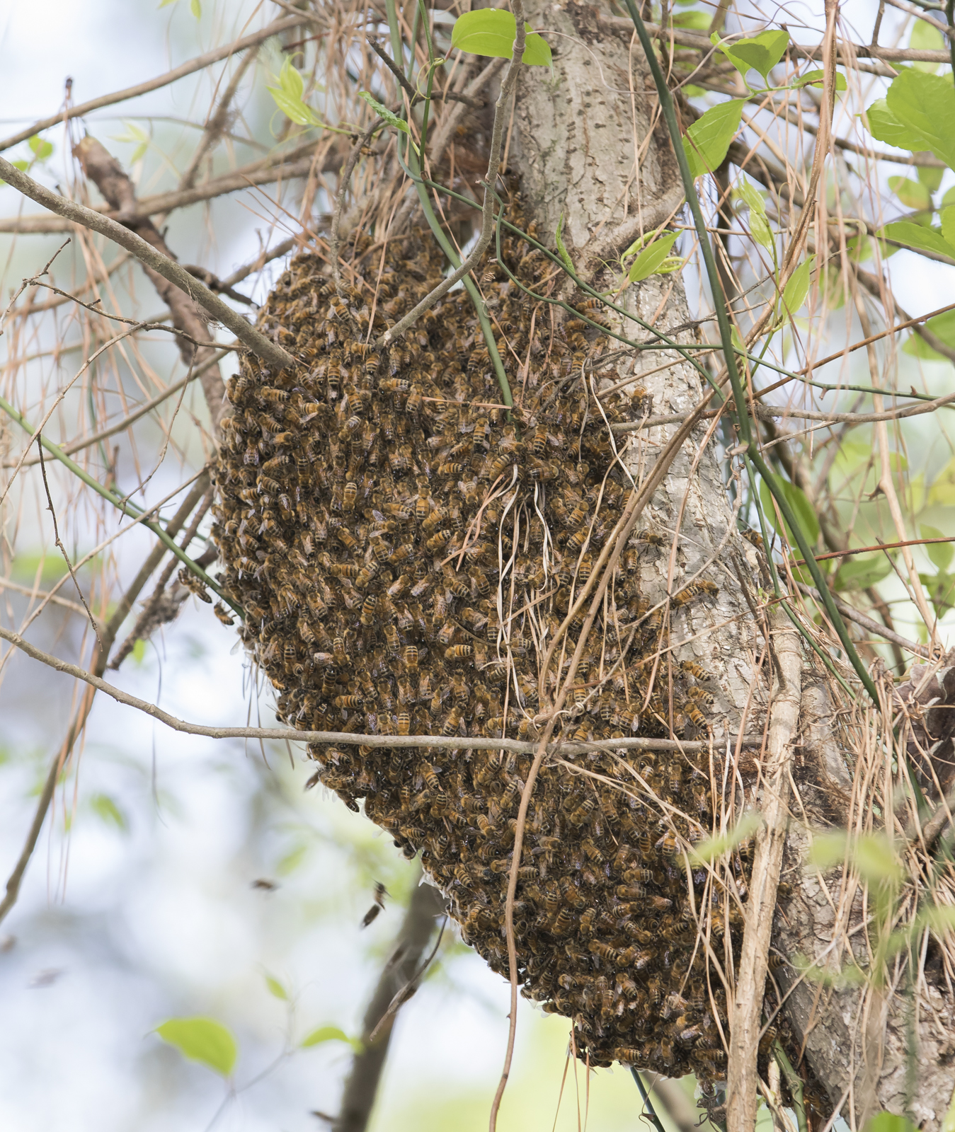 Honeybee swarm1