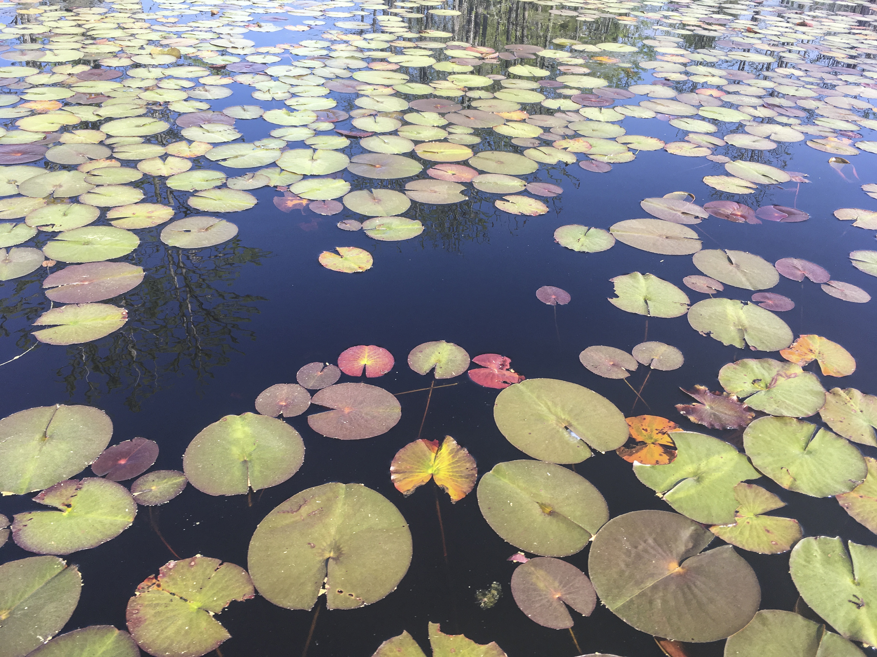 Lily pads on Horseshoe Lake