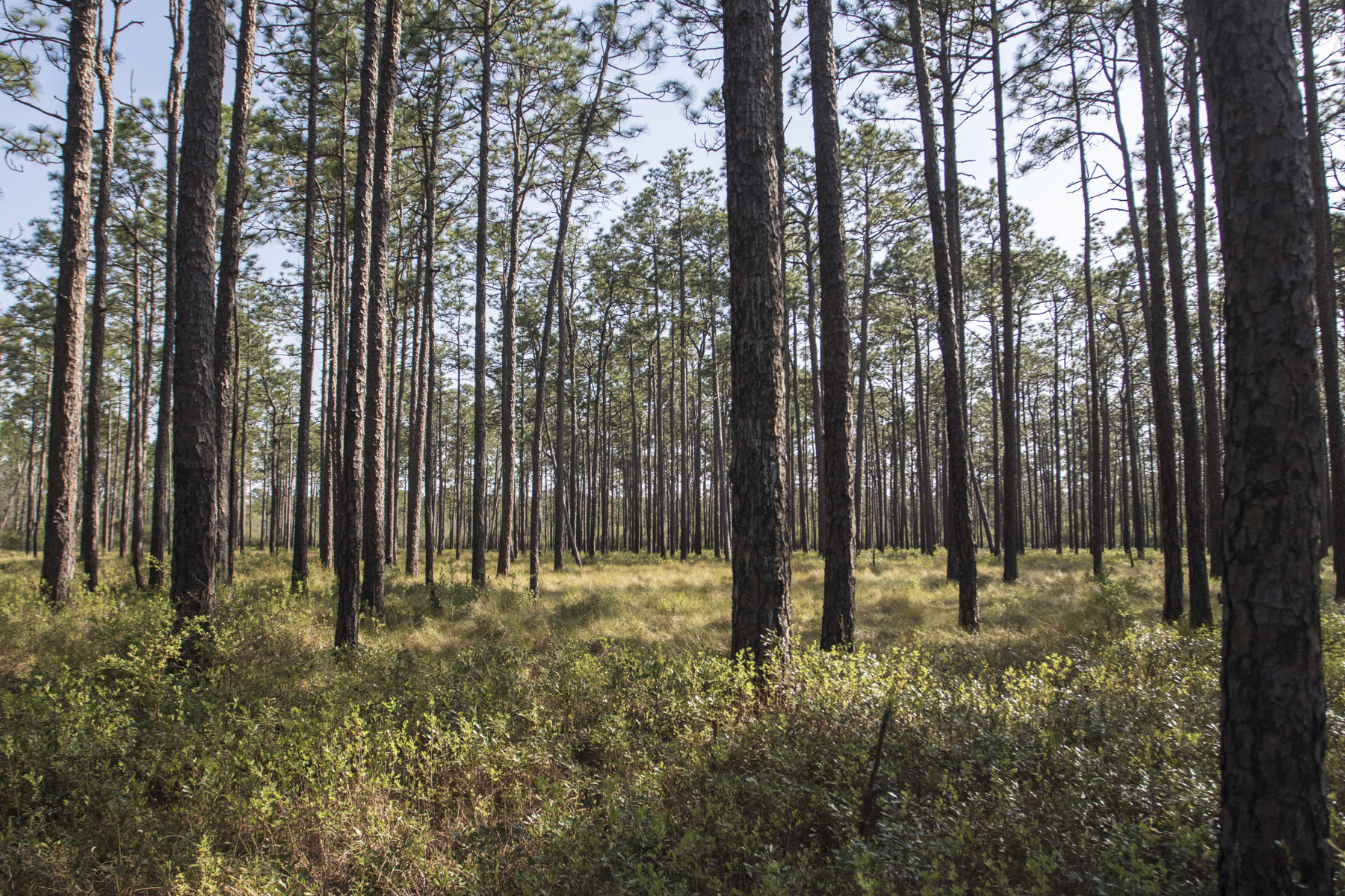 Longleaf pine savanna, Green Swamp