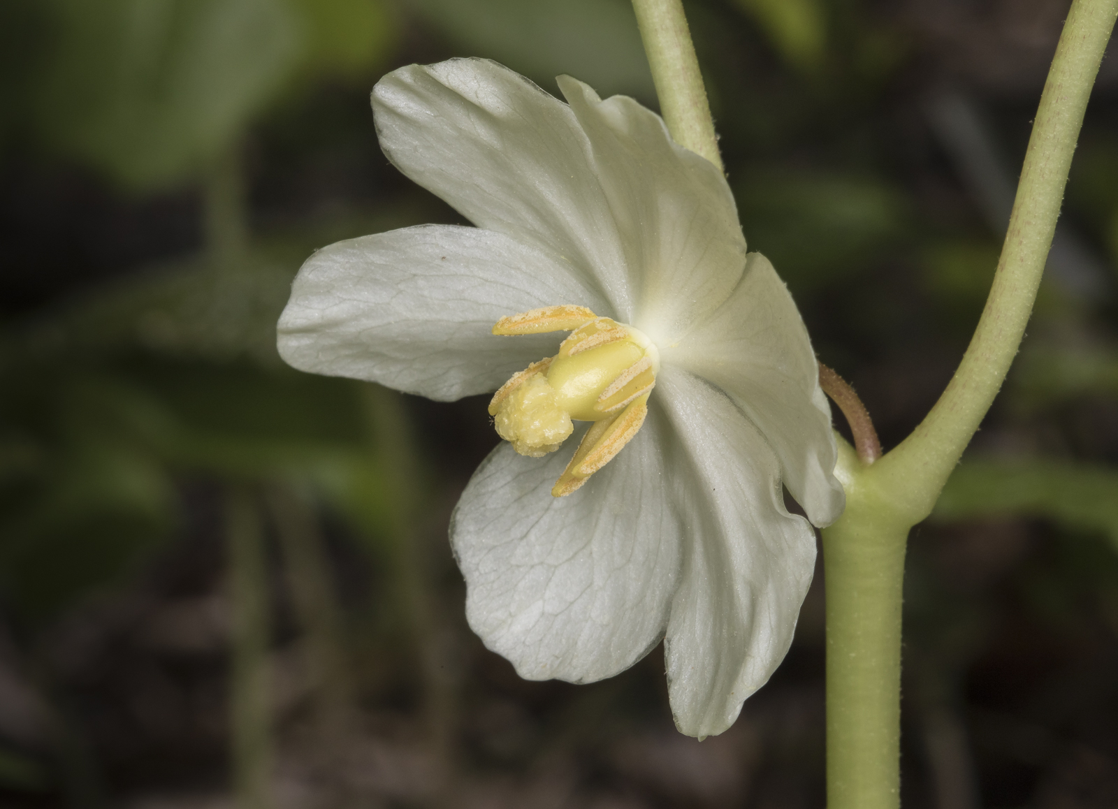 Mayapple flower