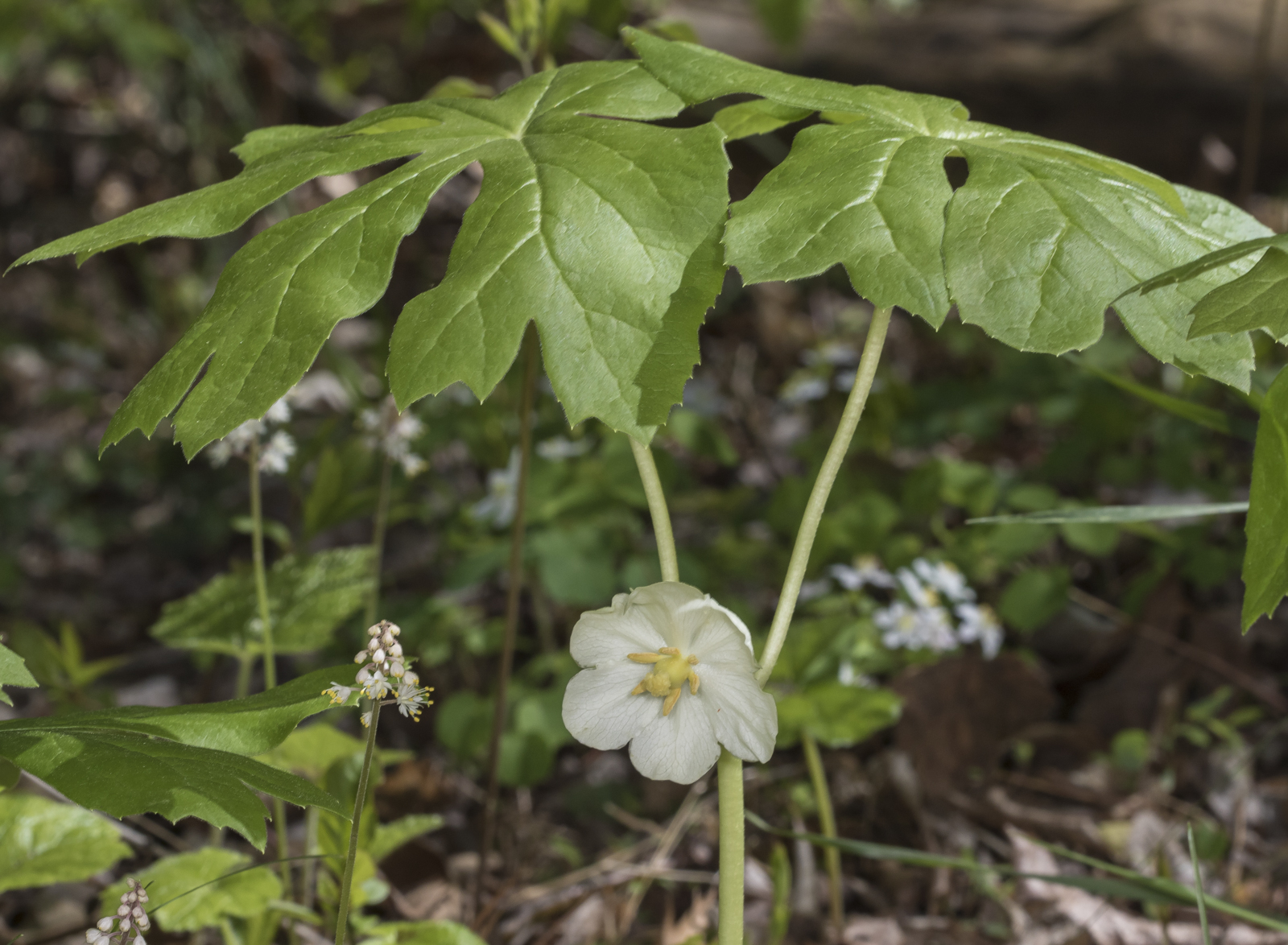 maypple plant and flower