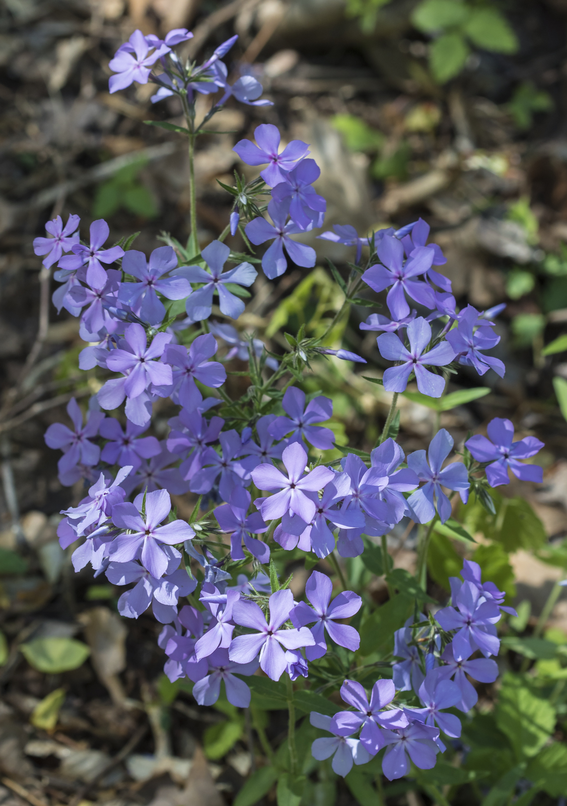 Phlox divaricata