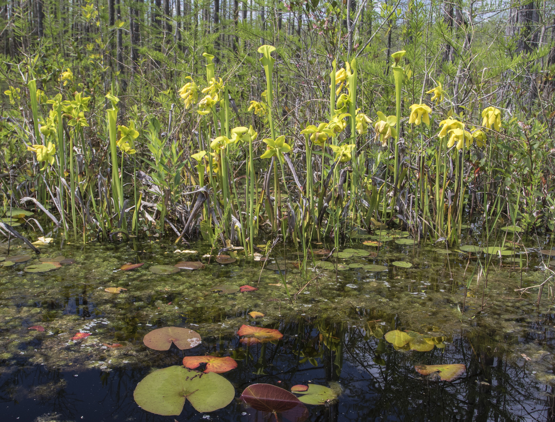 Pitcher plants along shoreline