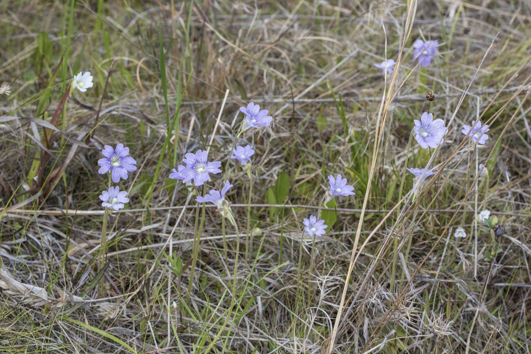 Purple butterwort group
