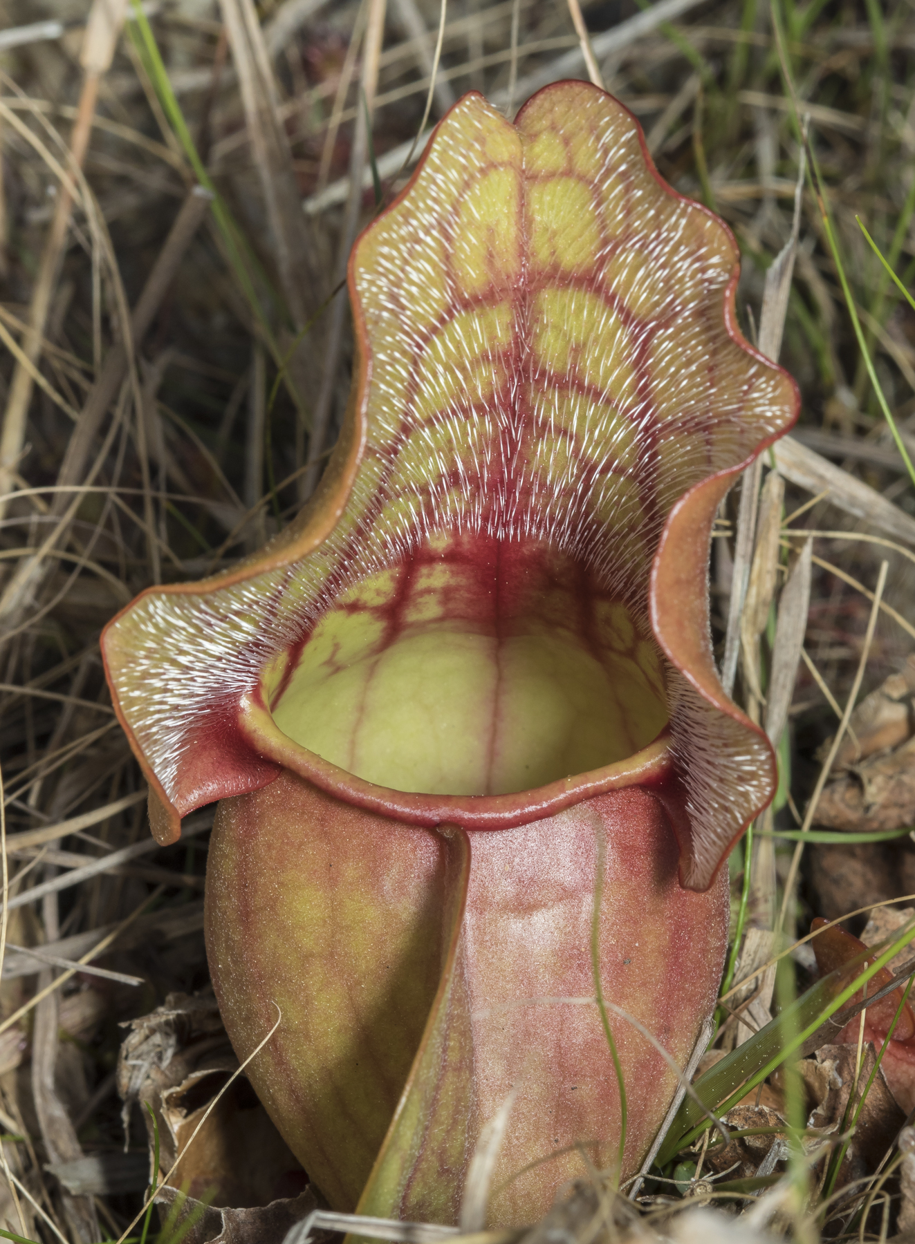 Purple pitcher plant