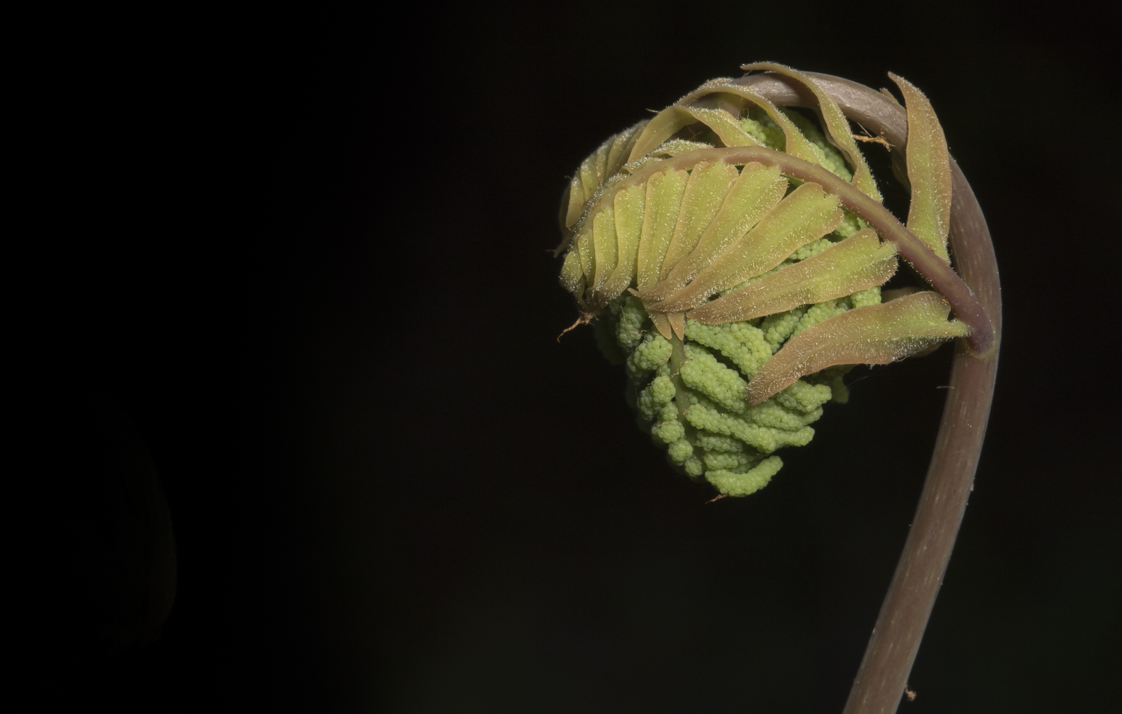 Royal fern unfurlng 1