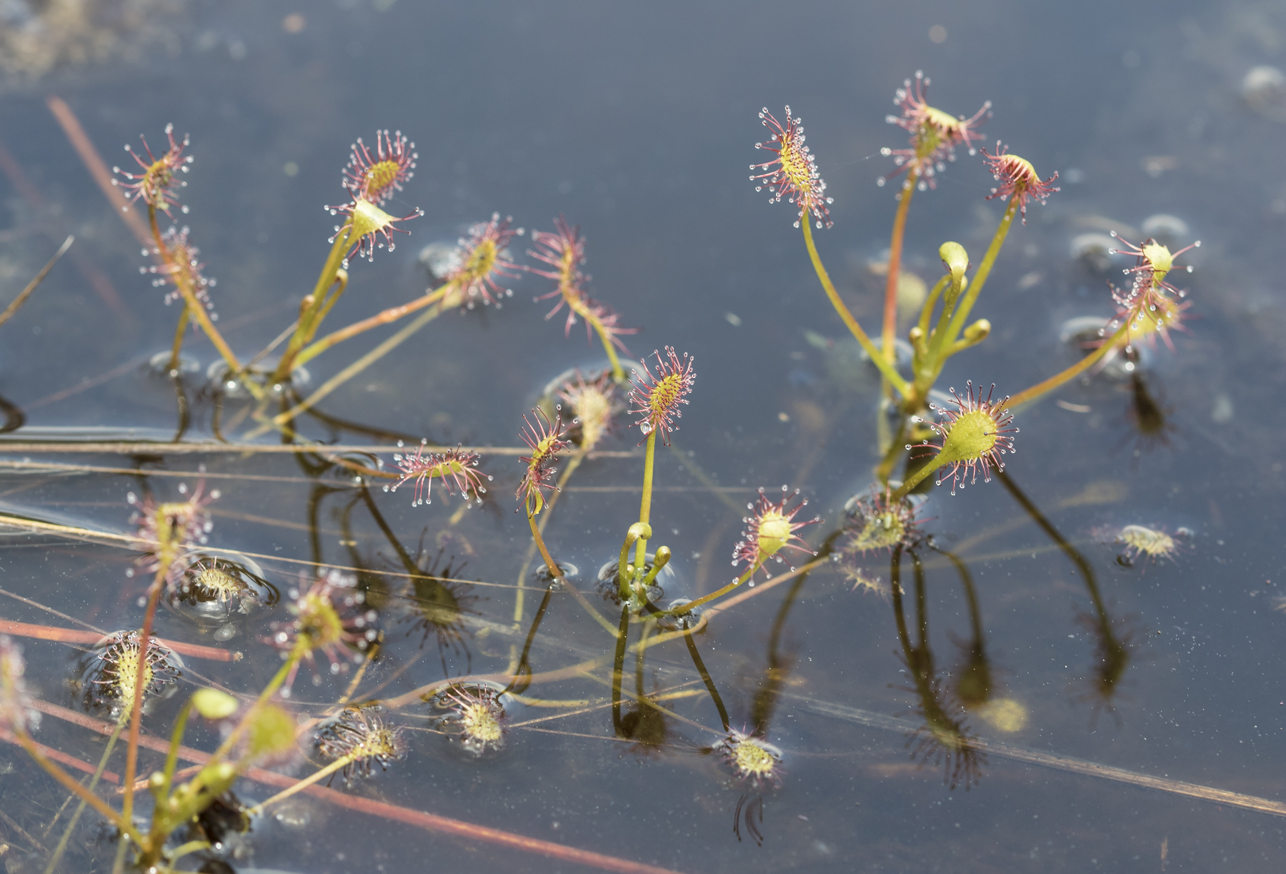 Sundew intermedia
