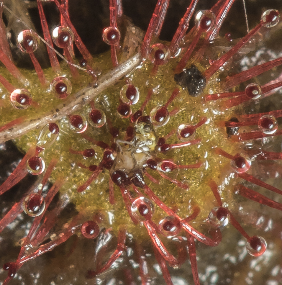 Sundew with prey