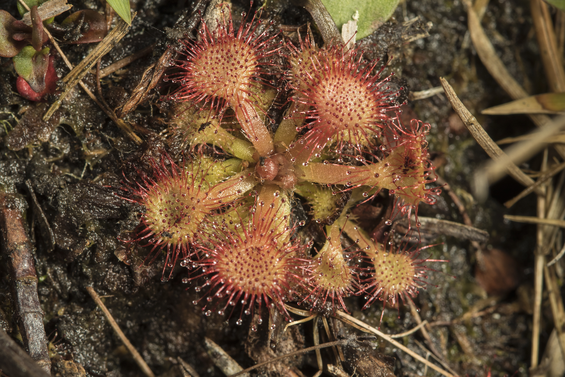 Sundew
