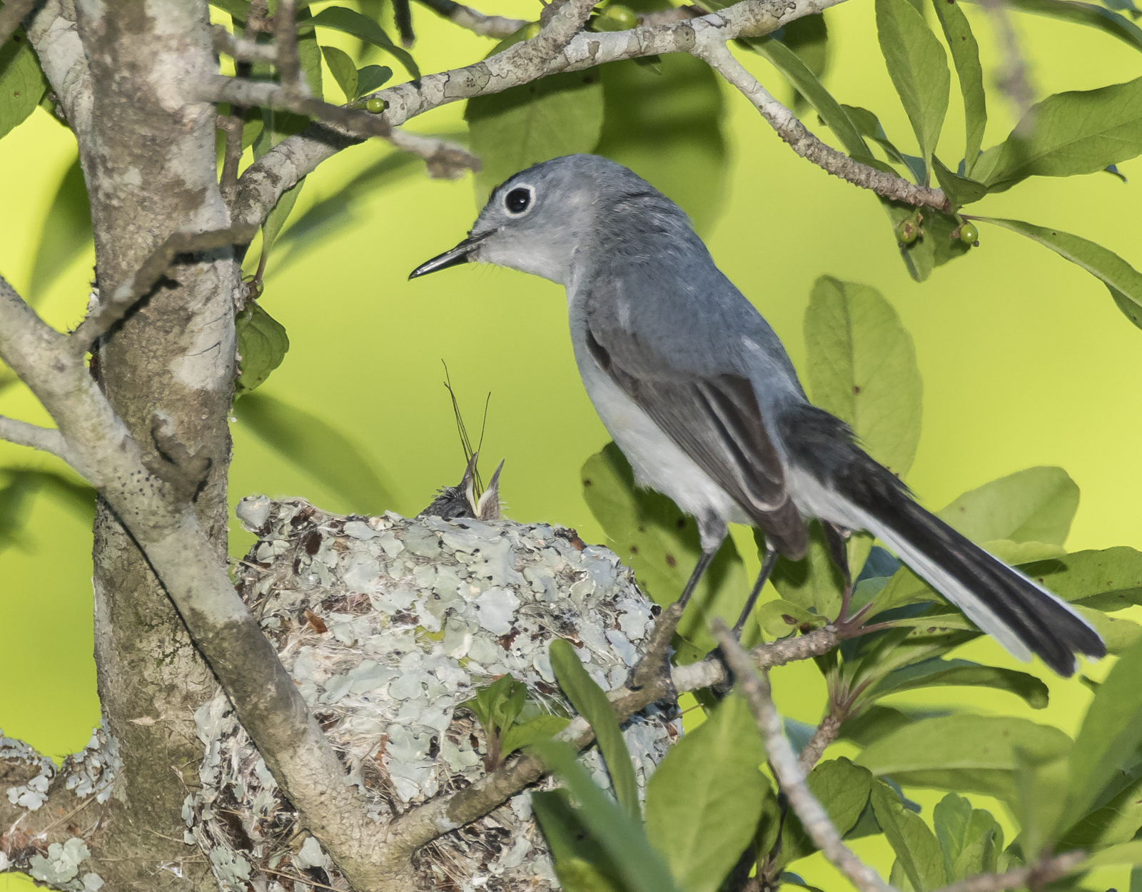 BG Gnatcatcher at nest