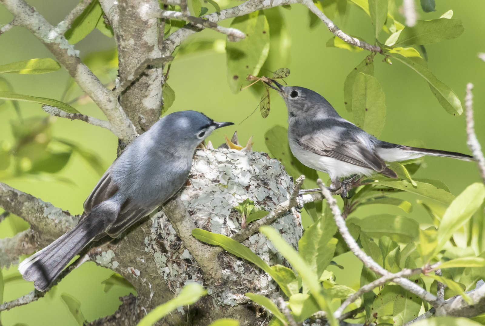 BG gnatcatchers both adults at nest