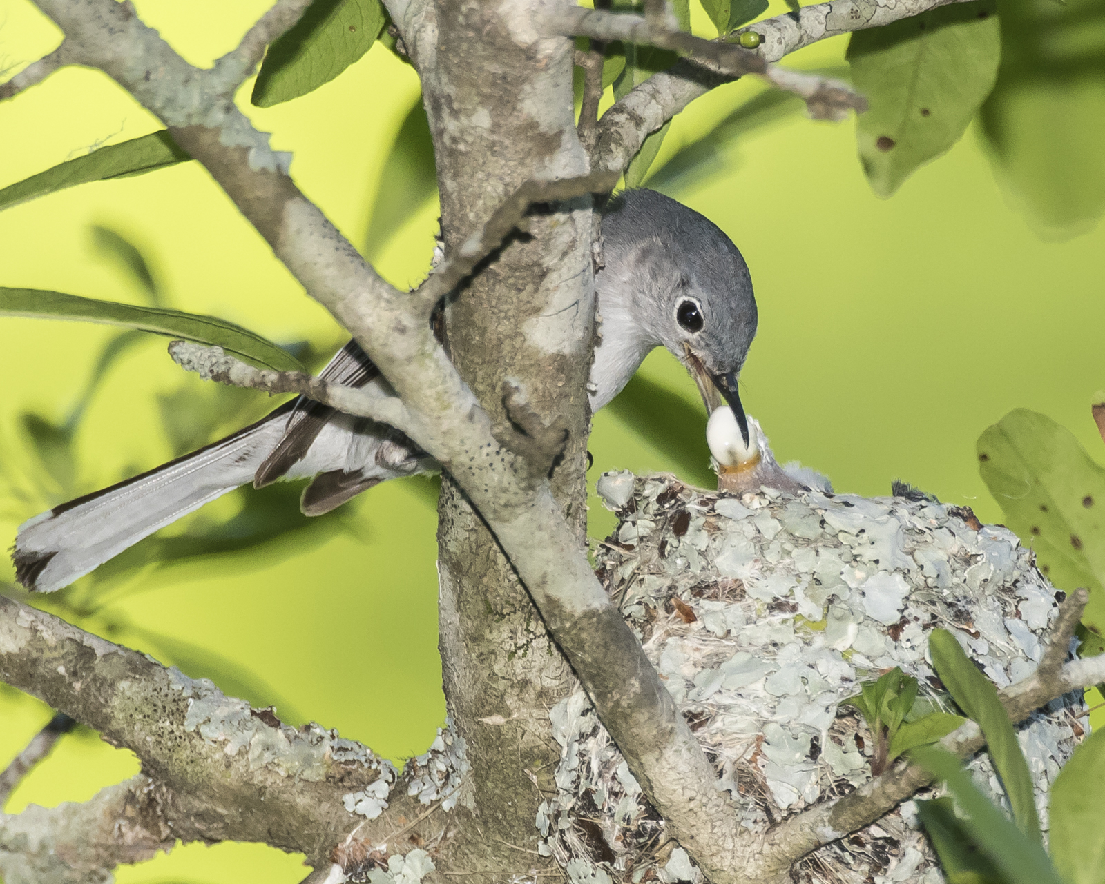 BG gntcatcher with fecal sac